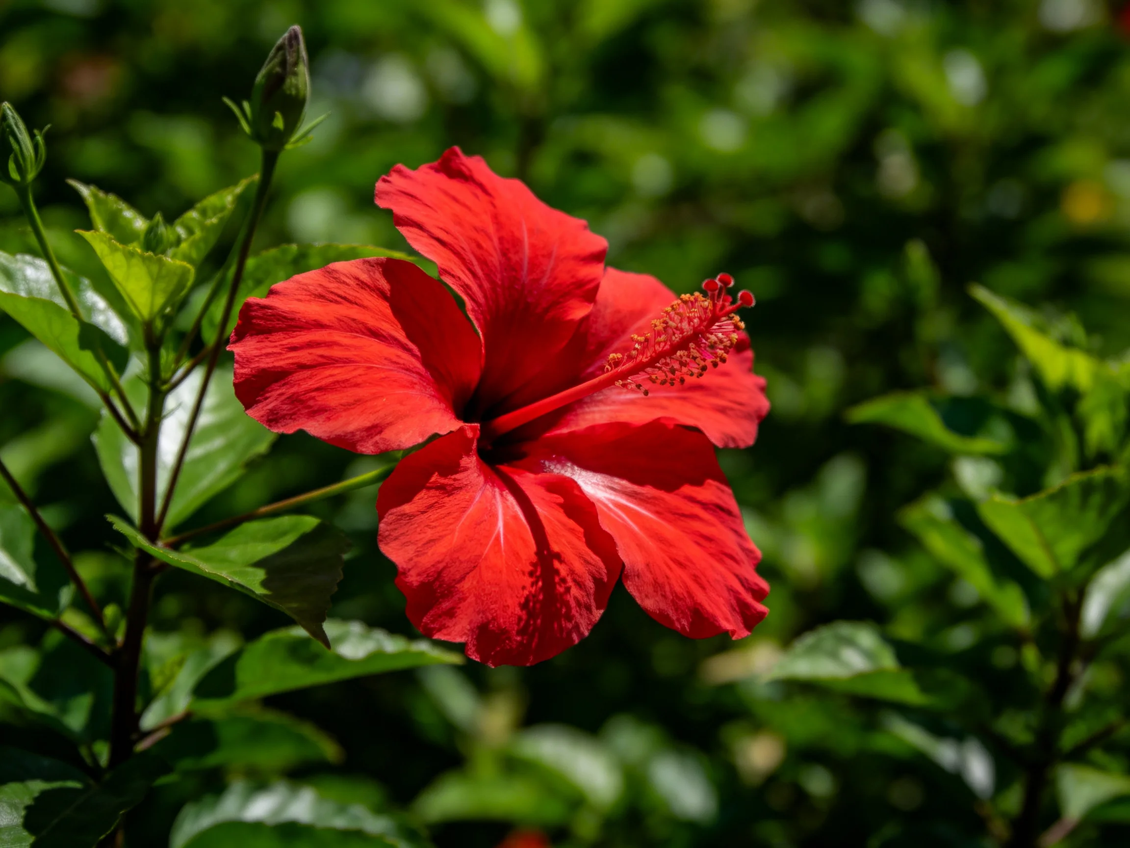 A vibrant red hibiscus flower blooms amid lush green foliage