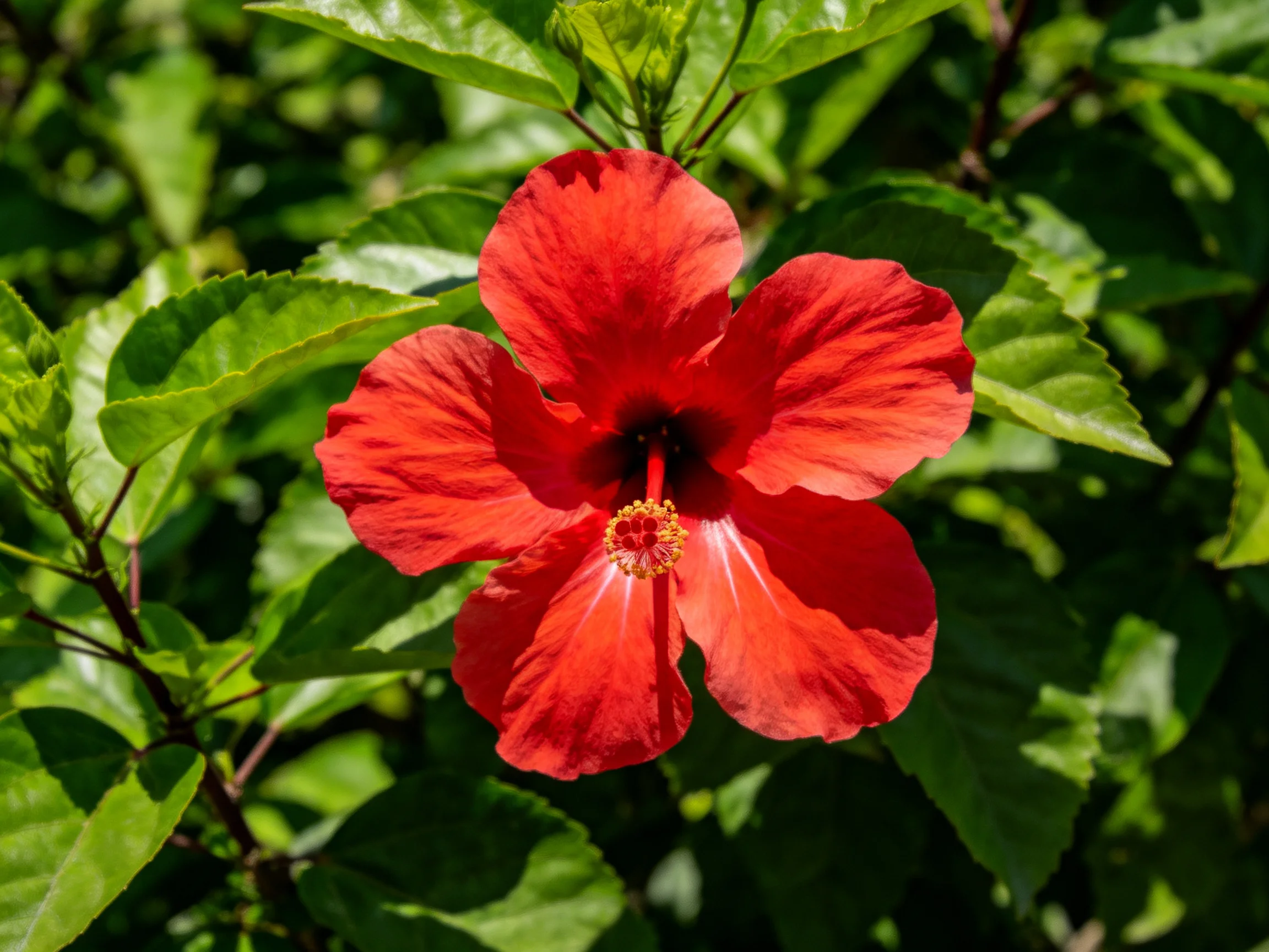A vibrant red hibiscus flower surrounded by lush green foliage