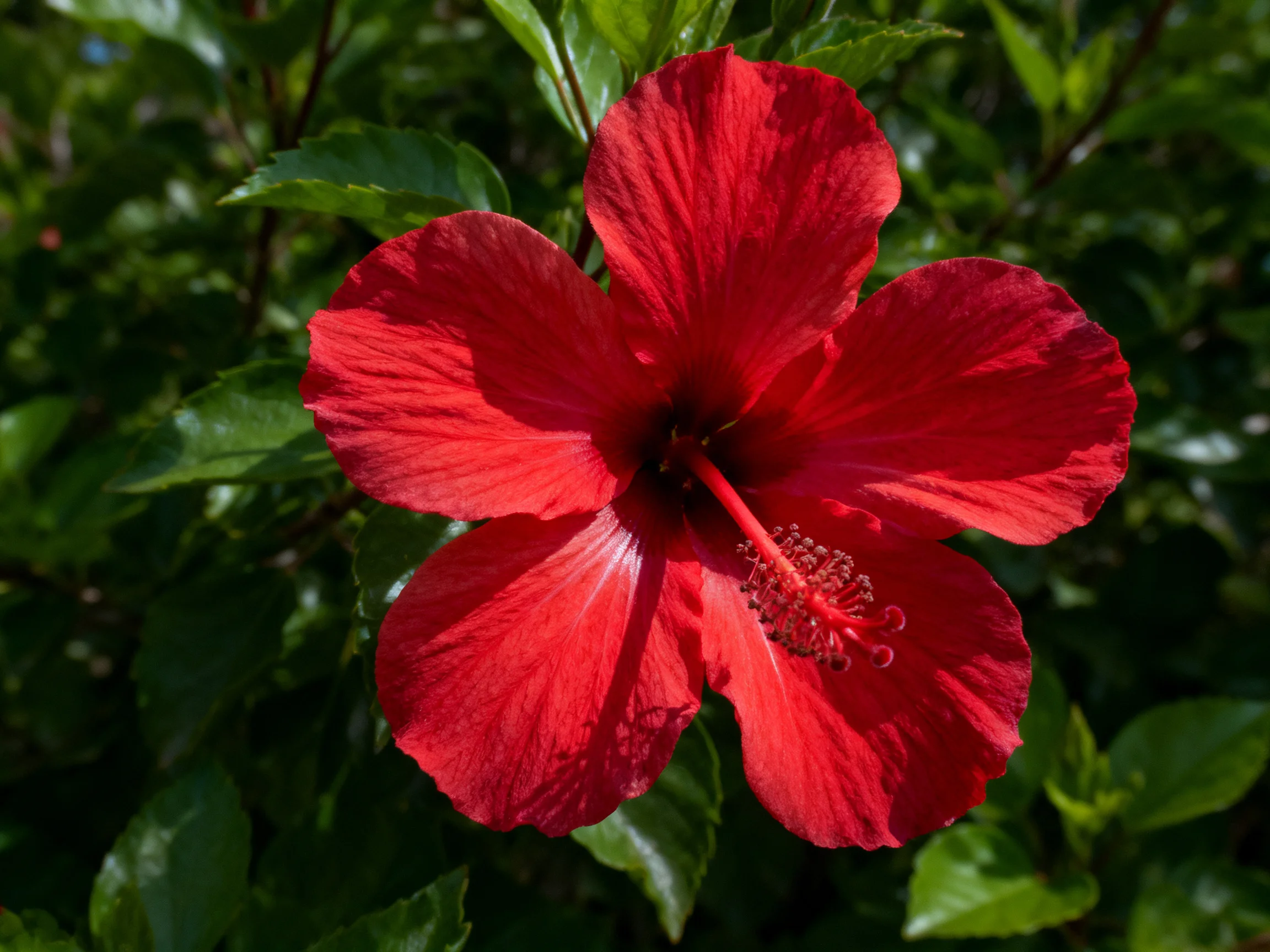 A vibrant red hibiscus flower with lush green foliage