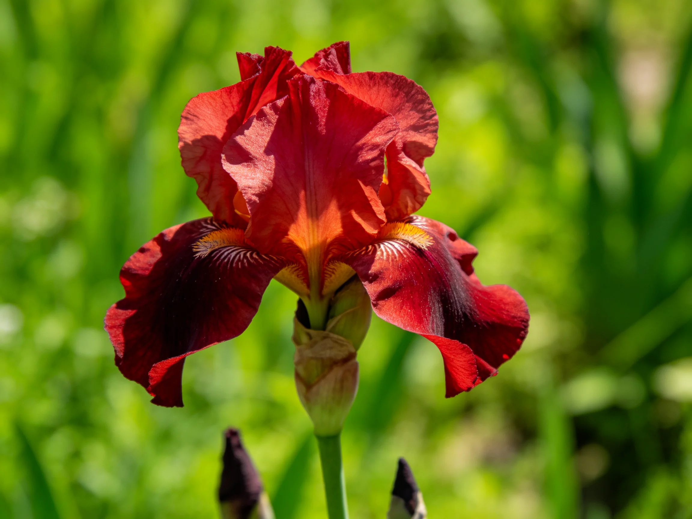 A vibrant red iris blooms against a lush green backdrop