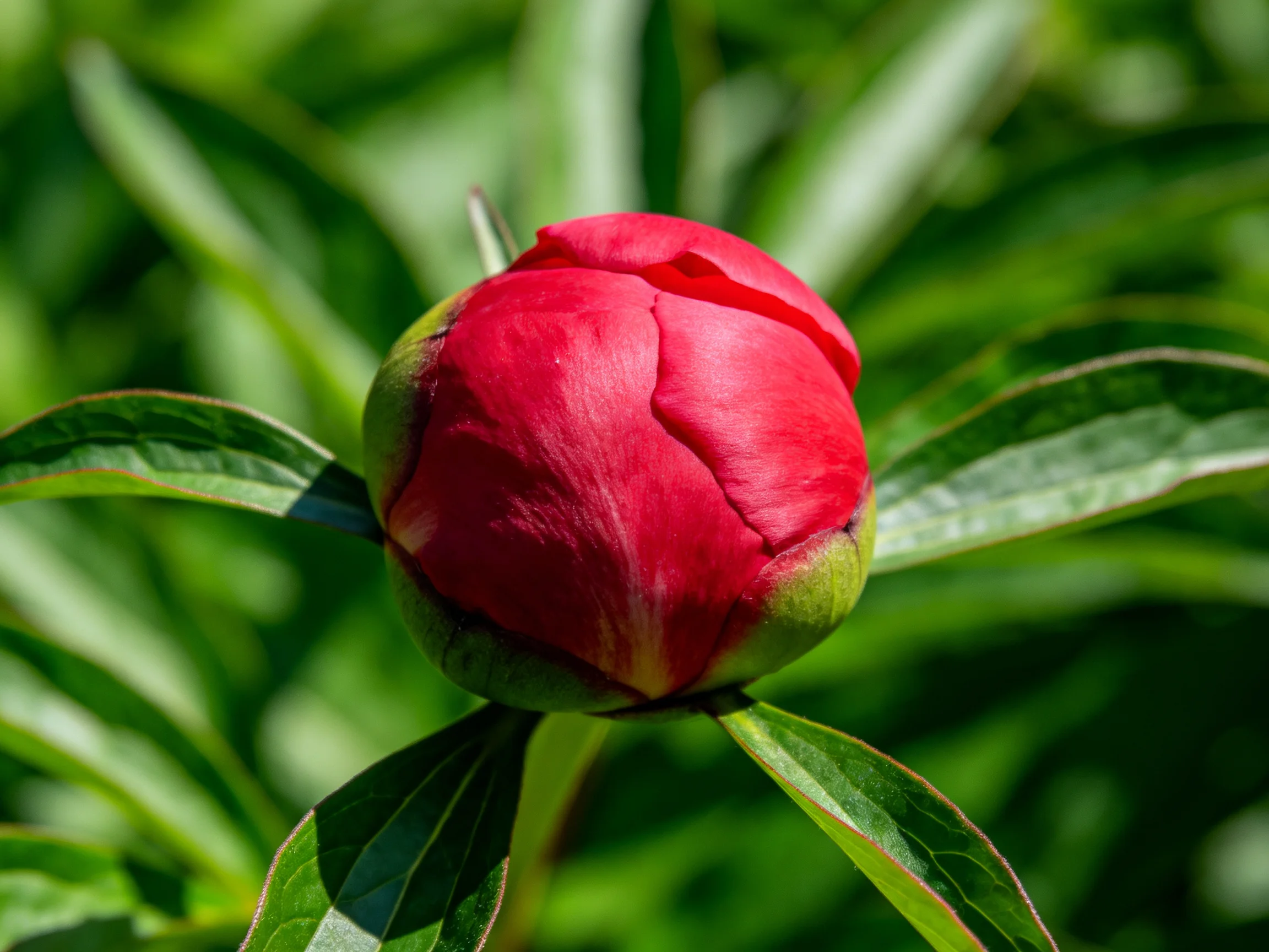 A vibrant red peony bud surrounded by lush green foliage
