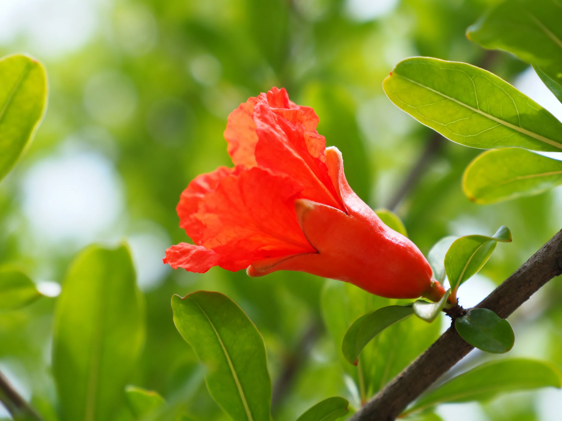A vibrant red pomegranate blossom amid lush green foliage