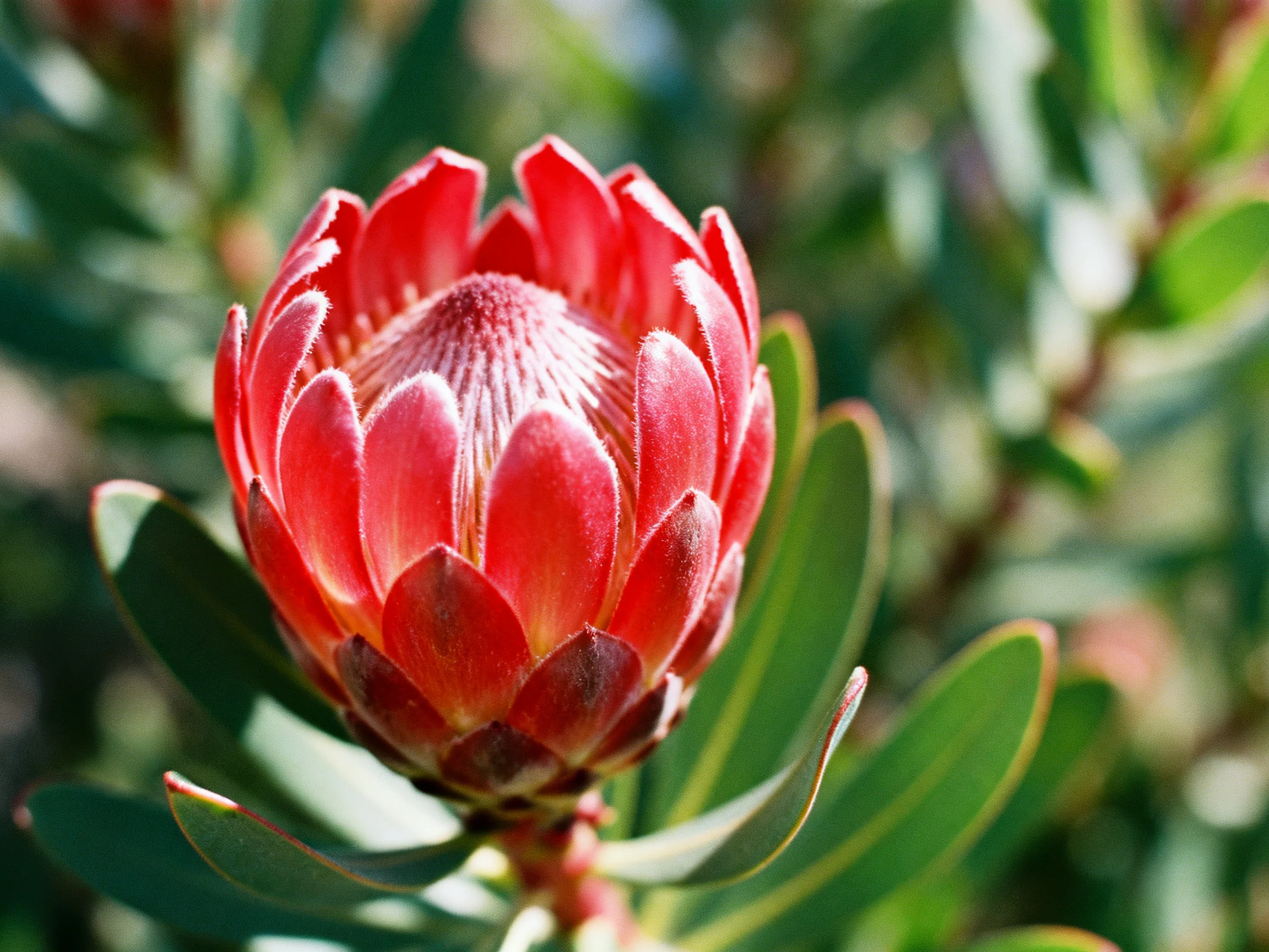 A vibrant red protea flower with surrounding green foliage