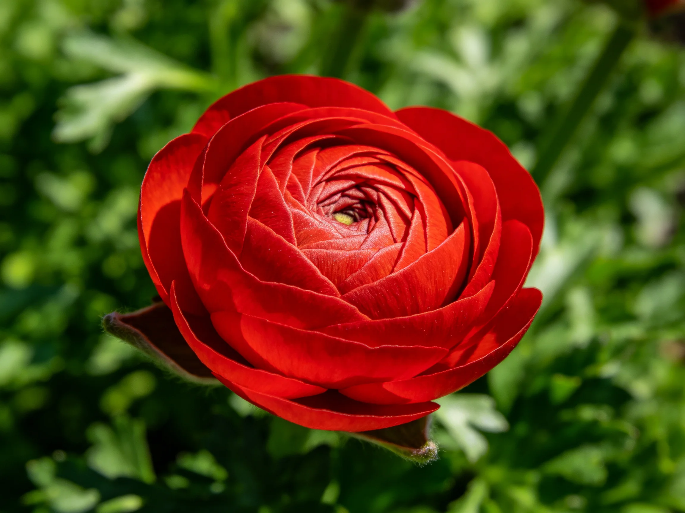 A vibrant red ranunculus flower with layered petals