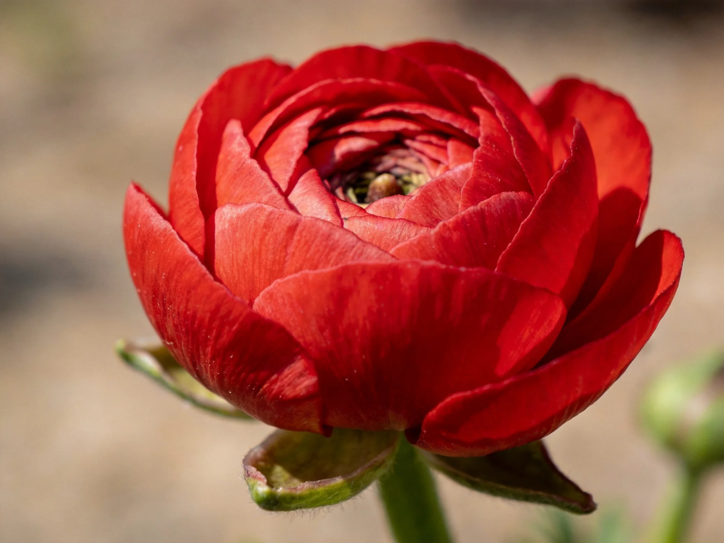 A vibrant red ranunculus flower with layered petals