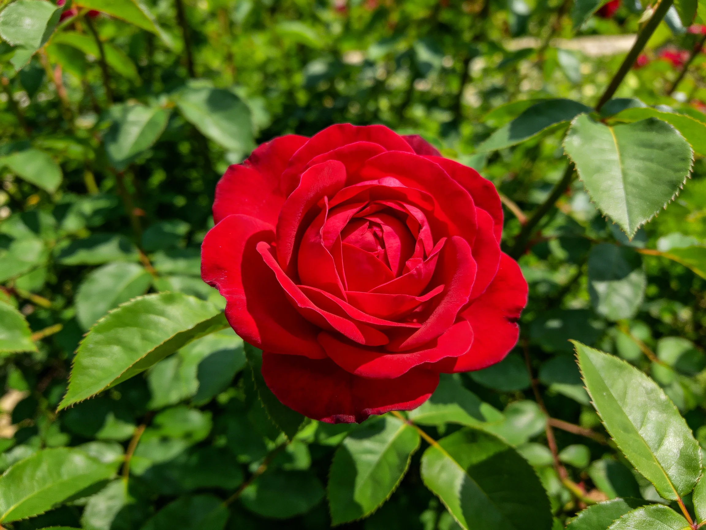 A vibrant red rose blooms amid lush green foliage