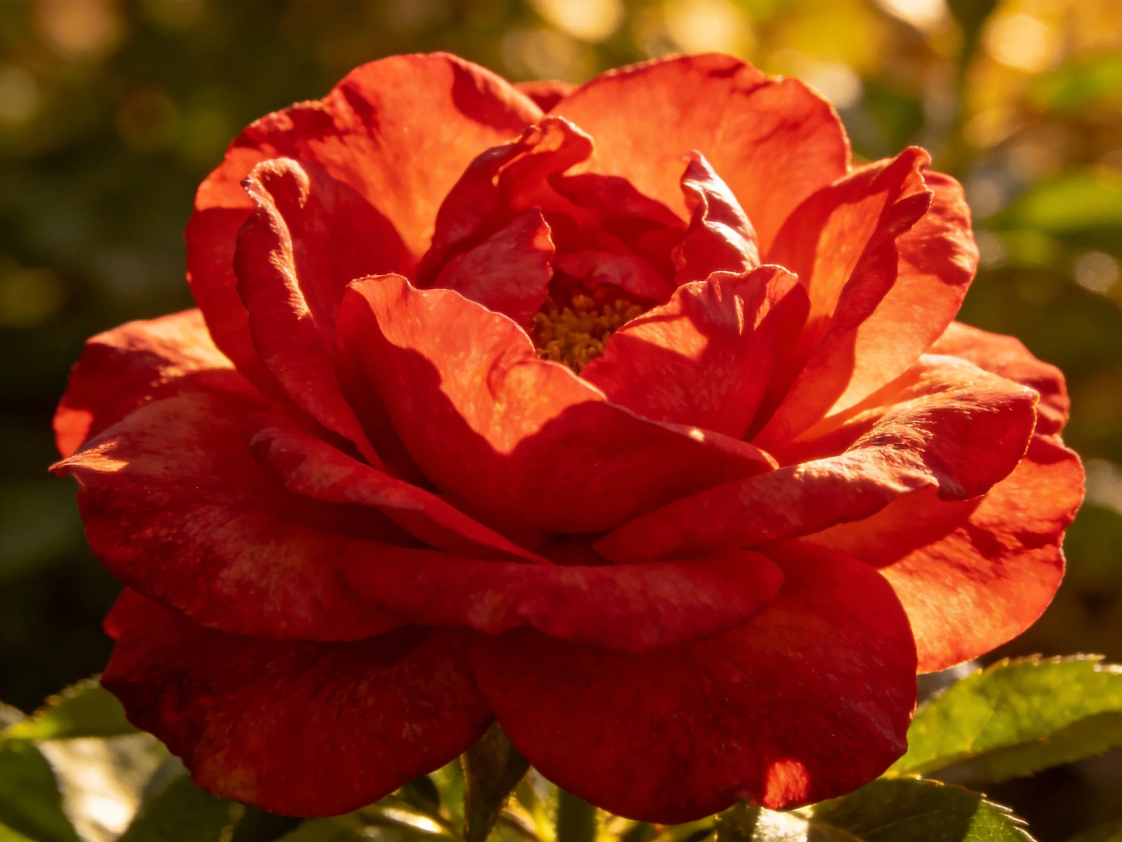 A vibrant red rose blooms in golden sunlight