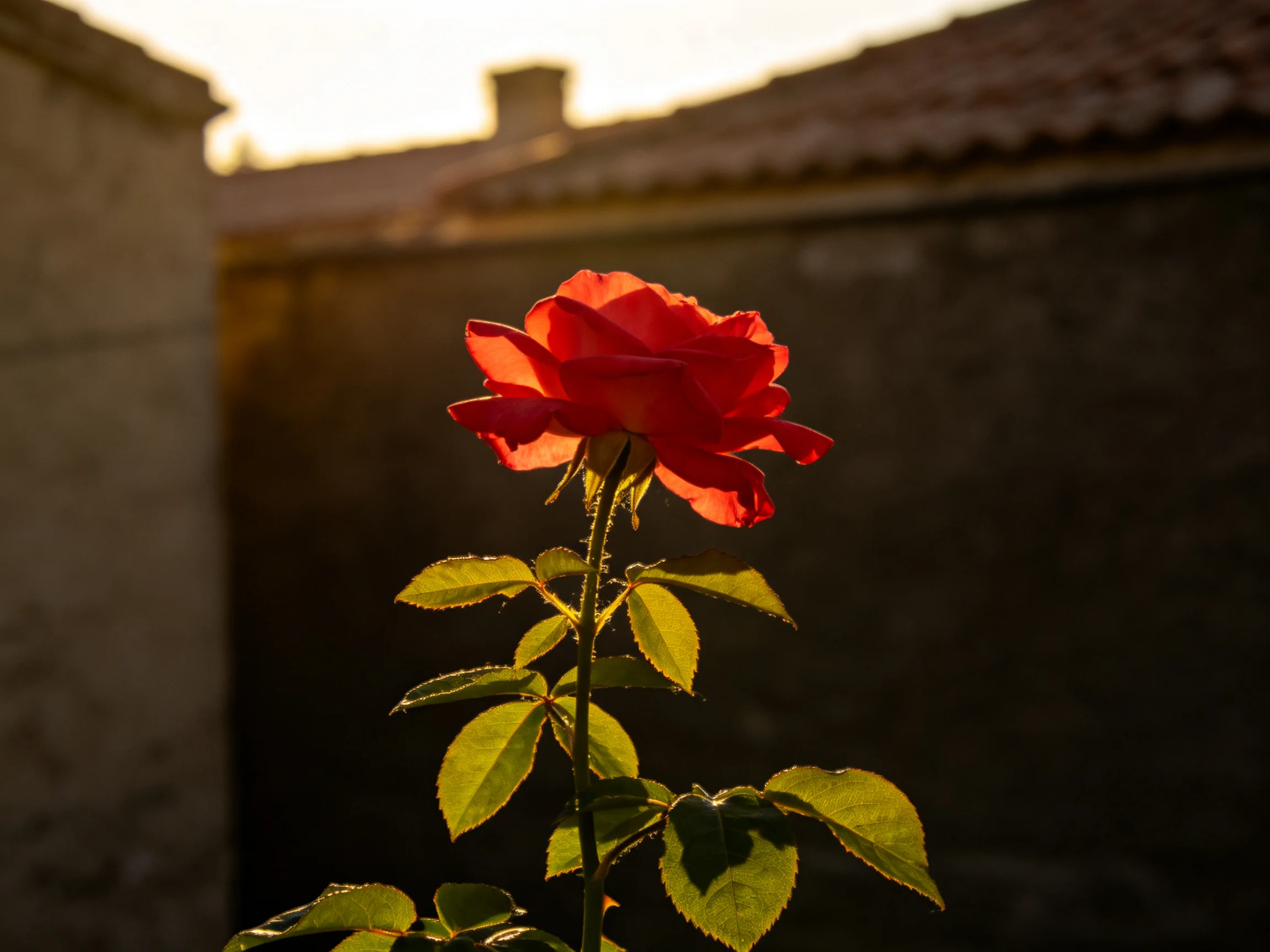 A vibrant red rose illuminated by golden sunlight near rustic structures