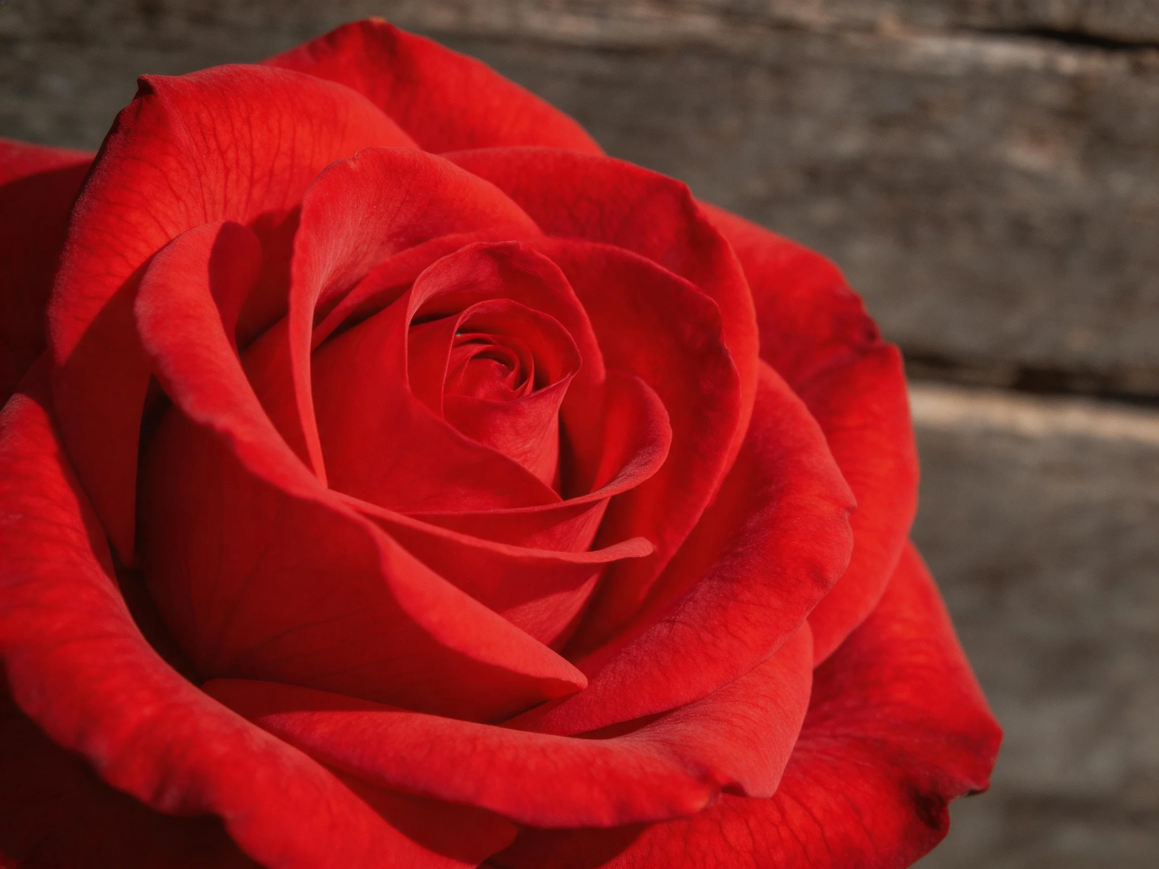 A vibrant red rose in full bloom against a rustic wooden surface