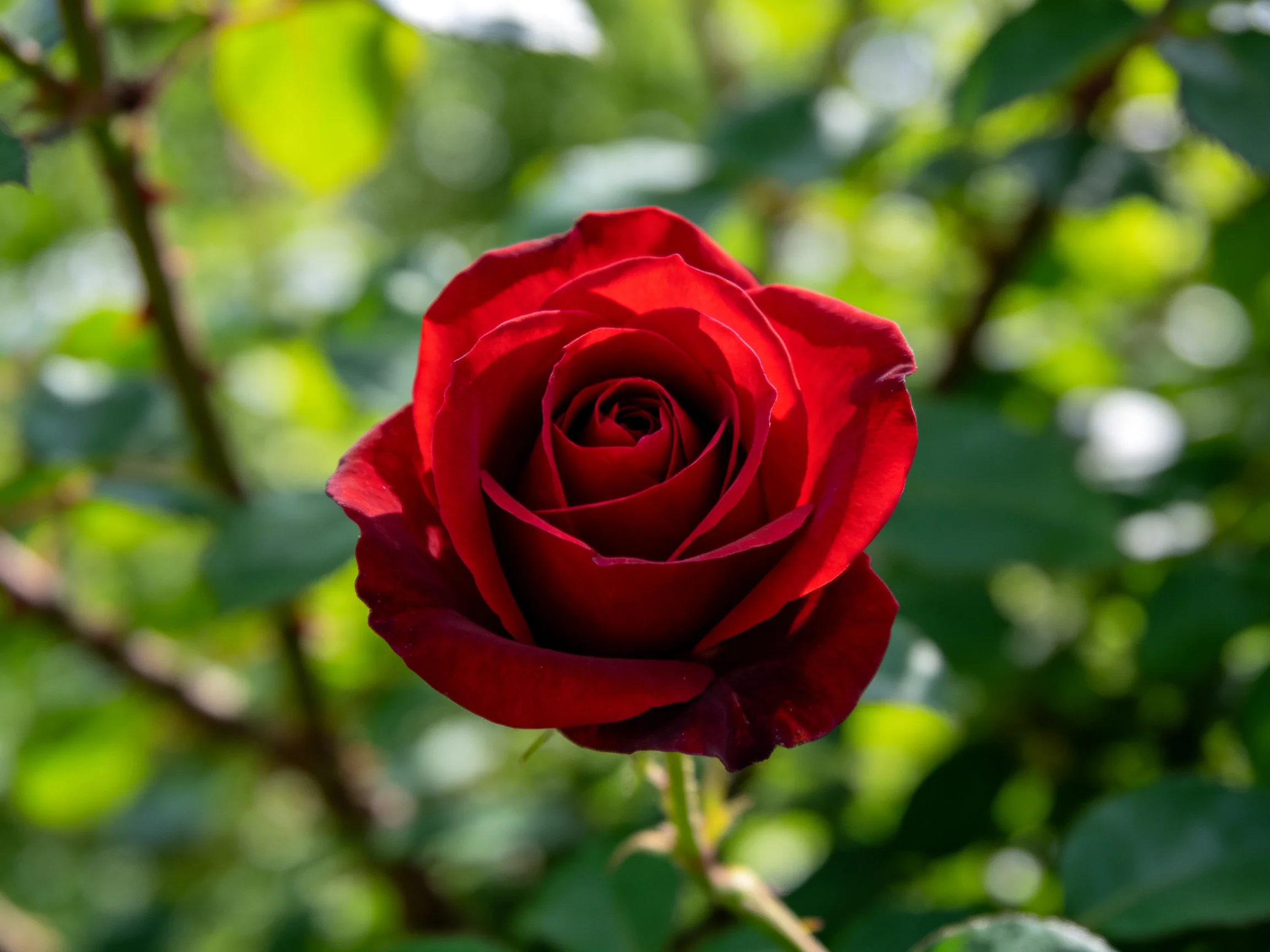 A vibrant red rose in full bloom against lush green foliage