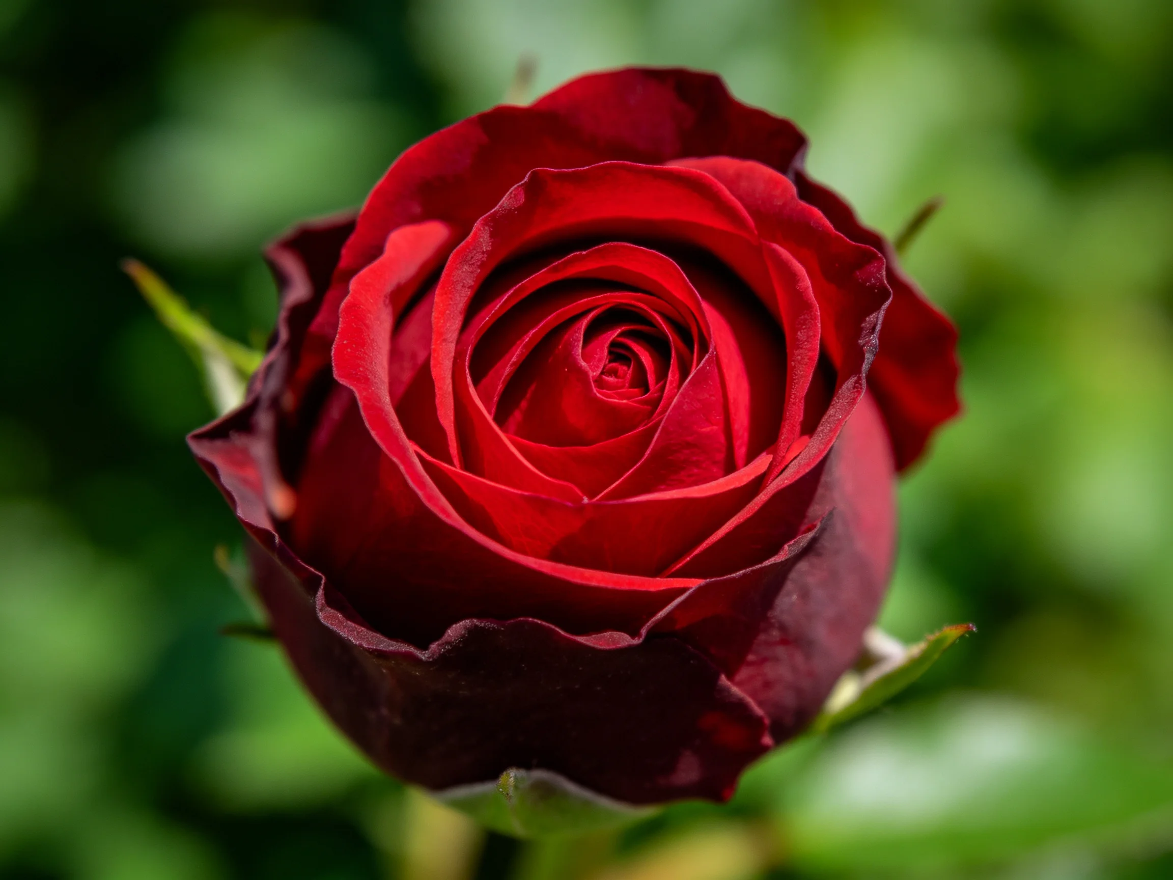 A vibrant red rose in full bloom with layered petals