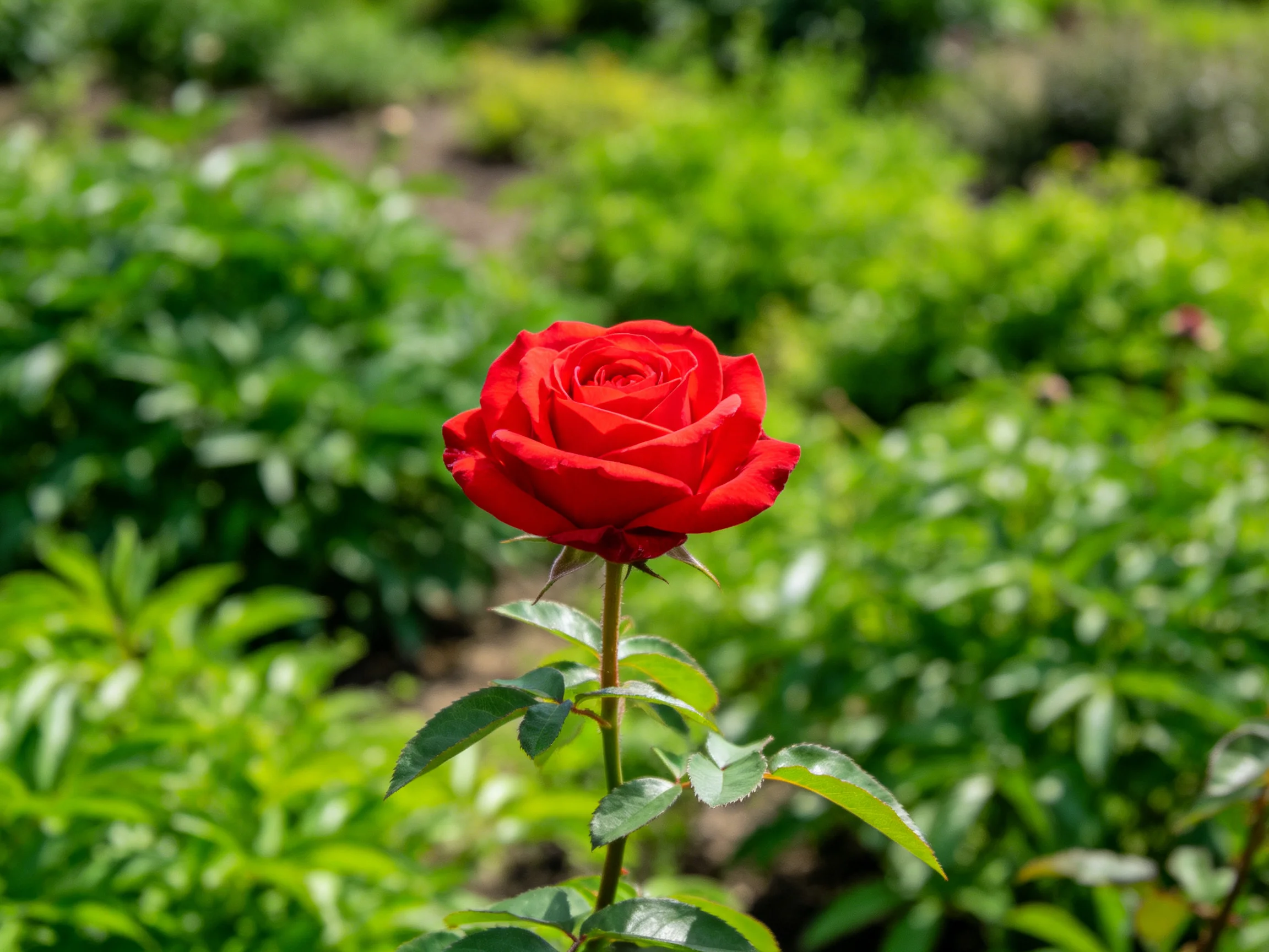 A vibrant red rose stands out among lush green bushes