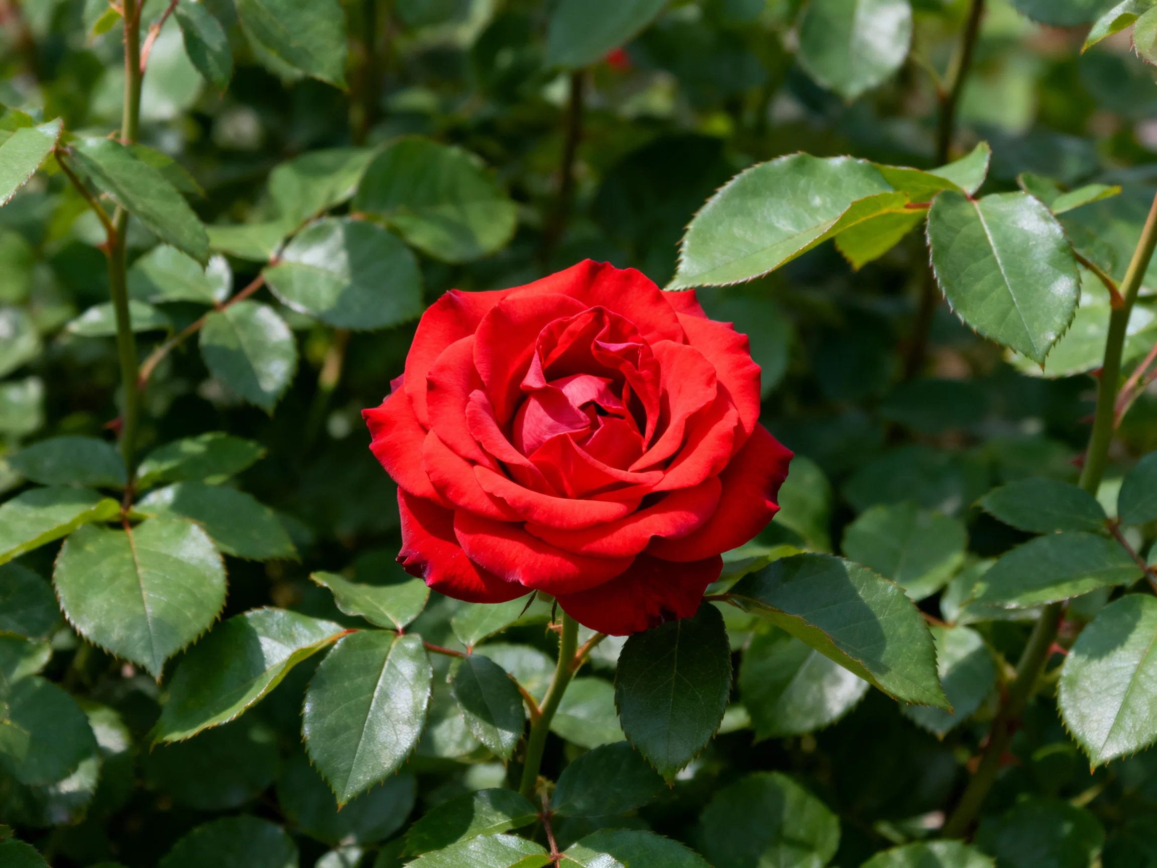 A vibrant red rose surrounded by dense green foliage