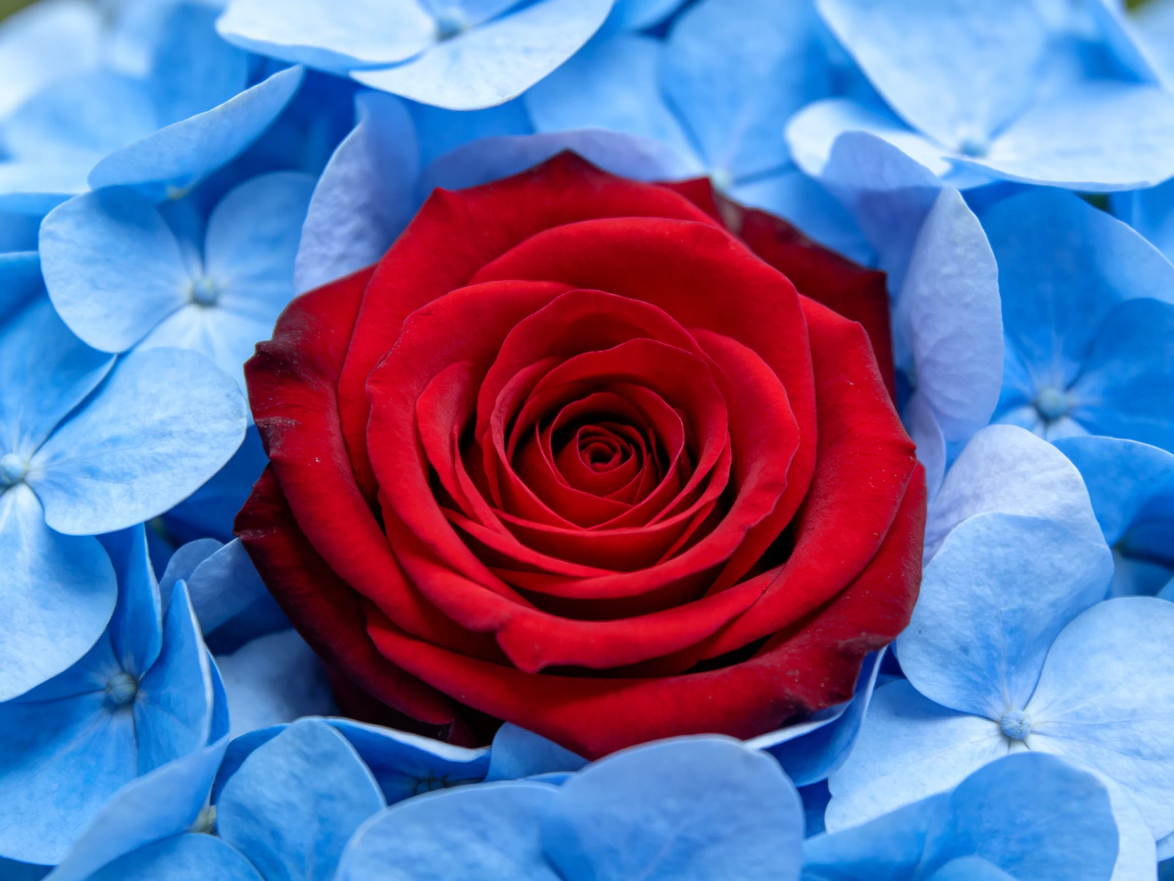 A vibrant red rose surrounded by numerous blue hydrangea blooms
