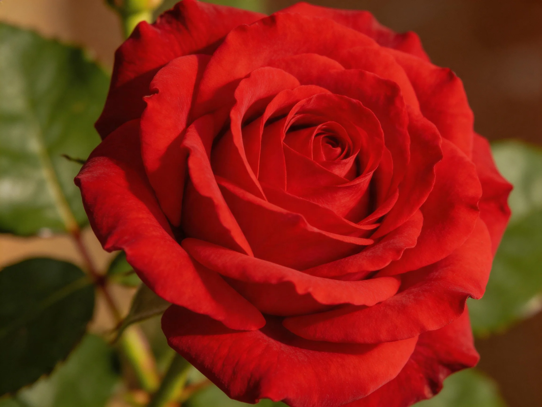 A vibrant red rose with layered petals and green leaves