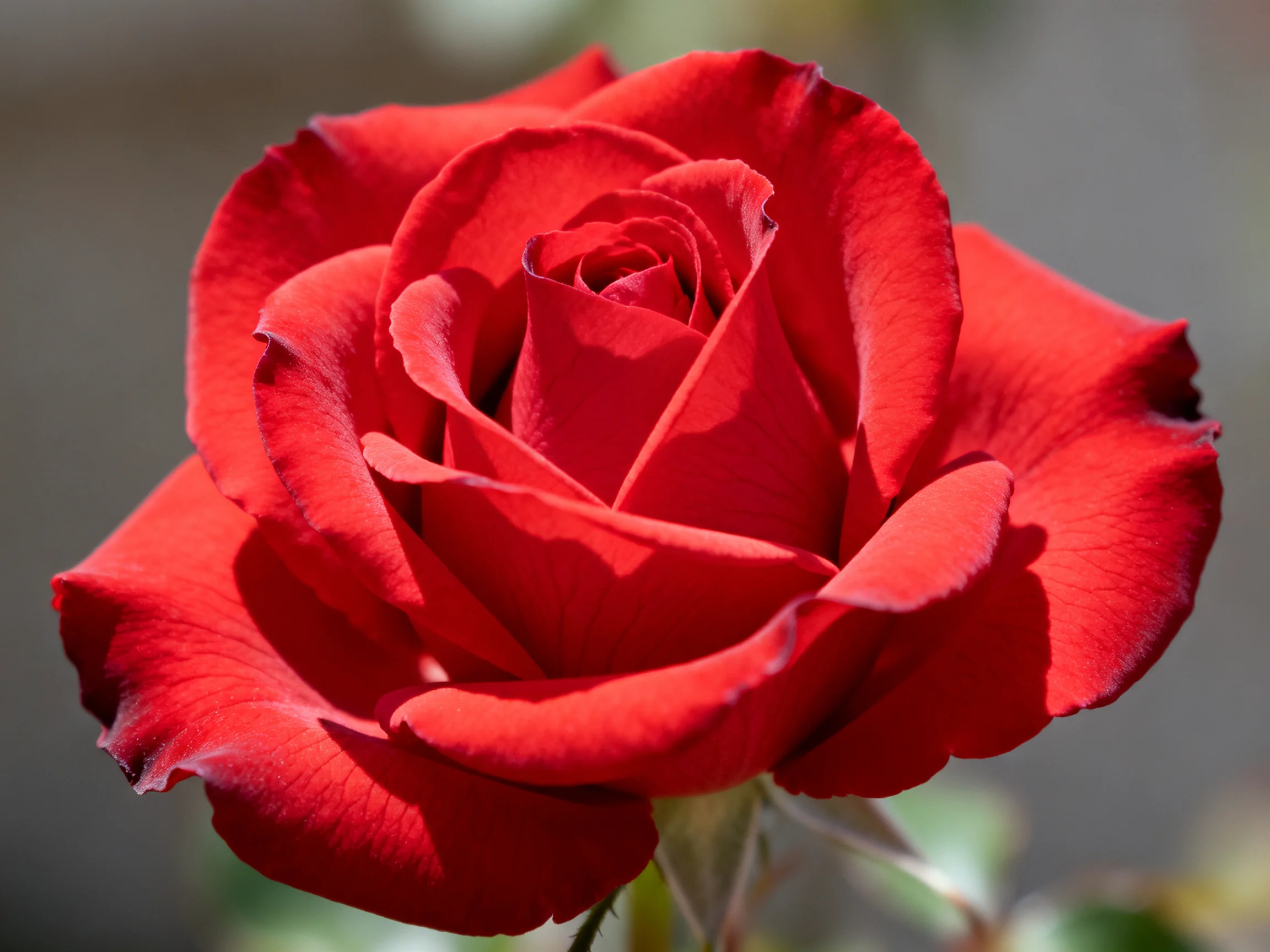 A vibrant red rose with layered petals in sharp focus