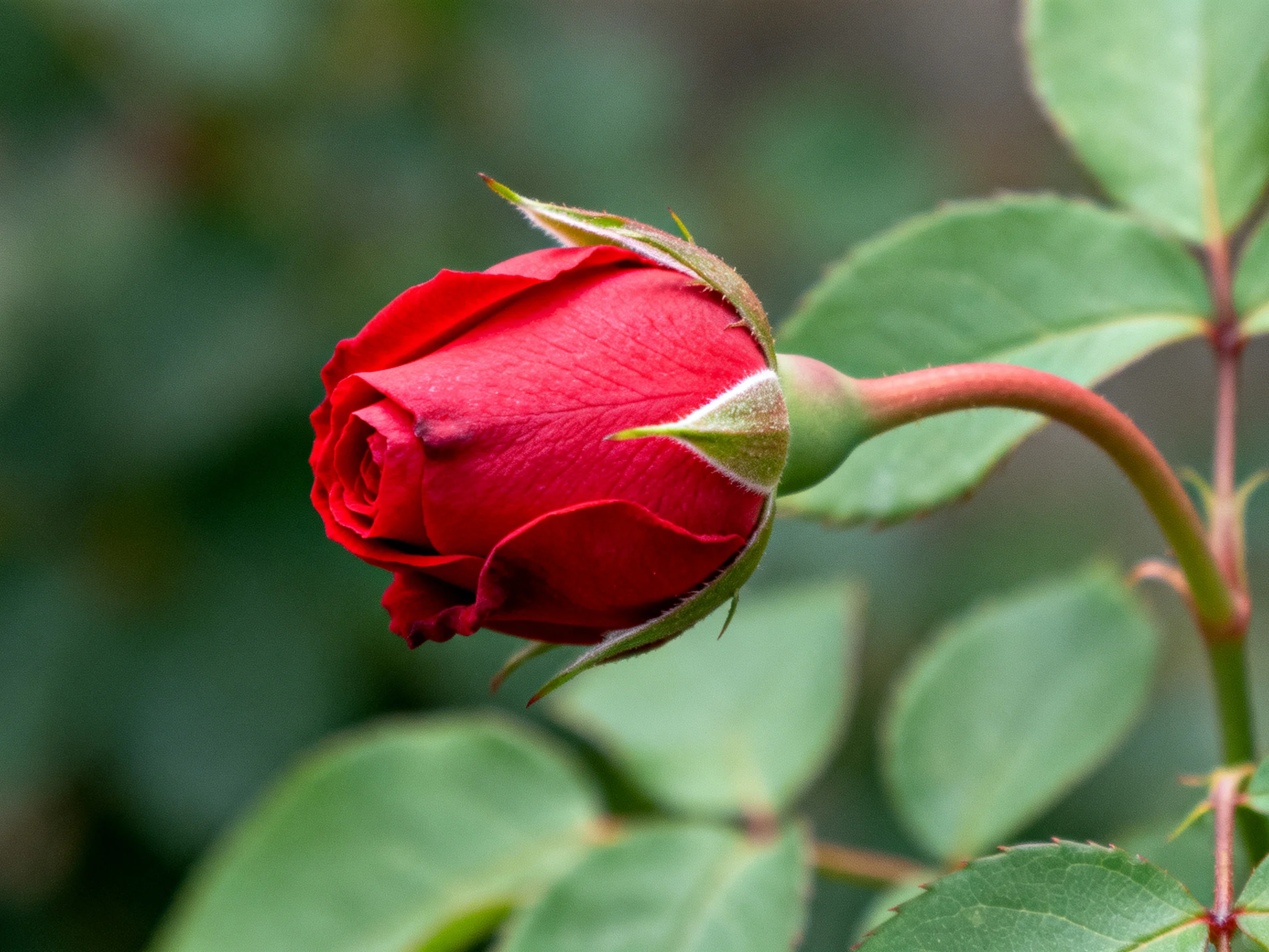 A vibrant red rosebud with green foliage and blurred background