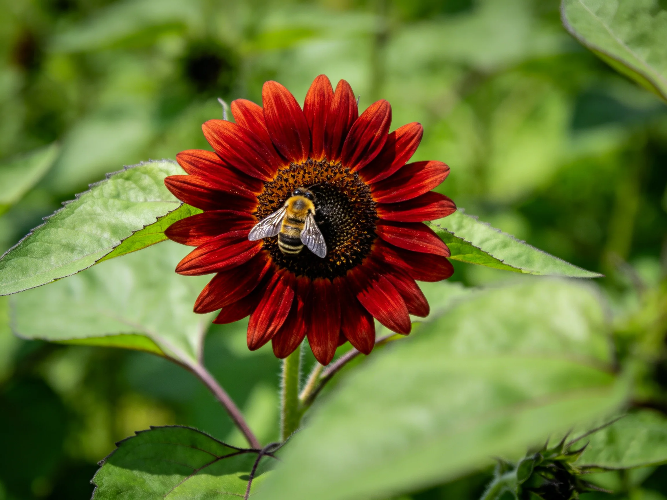 A vibrant red sunflower with a bee and lush green foliage