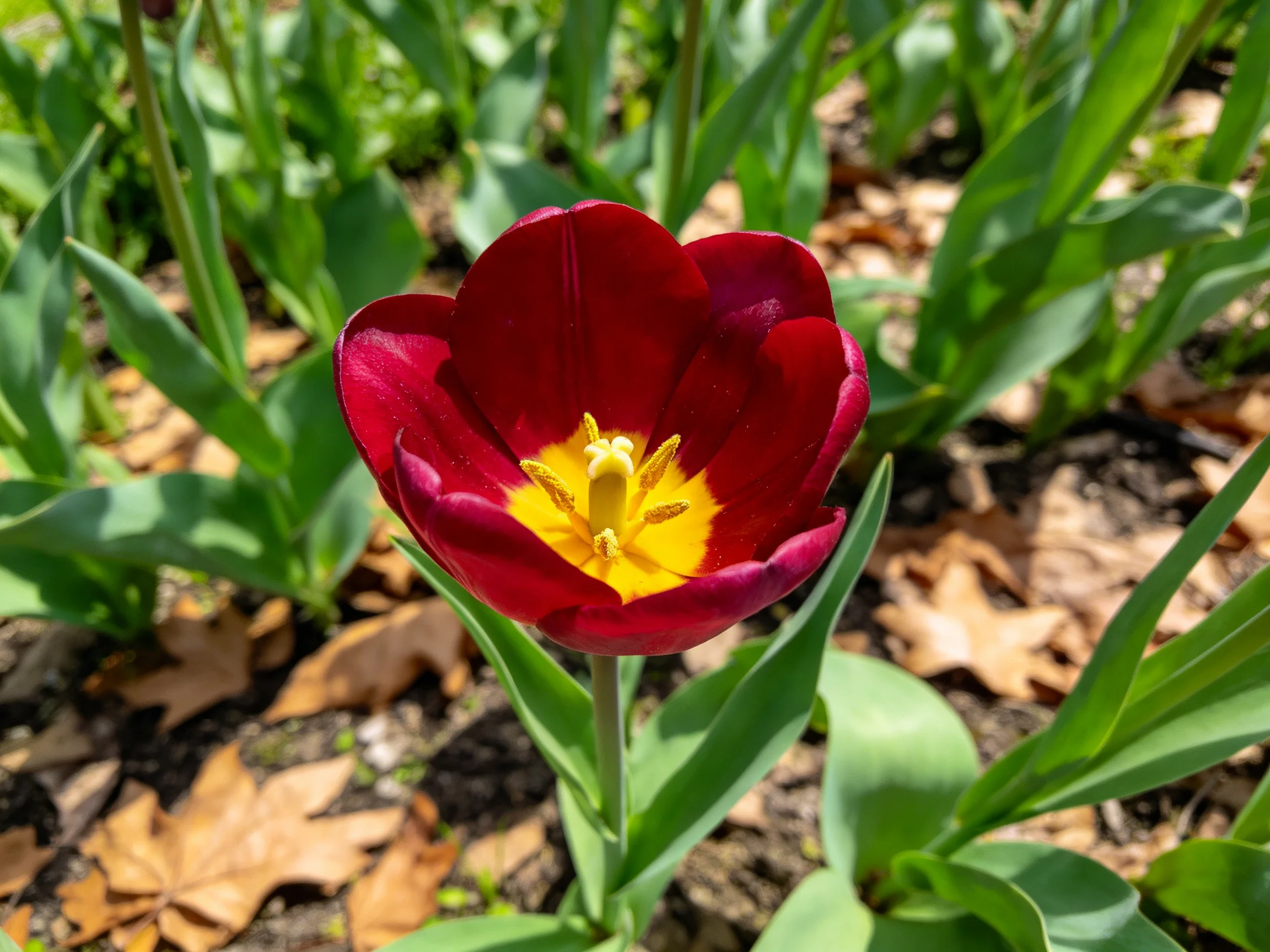A vibrant red tulip with a golden center amid green foliage