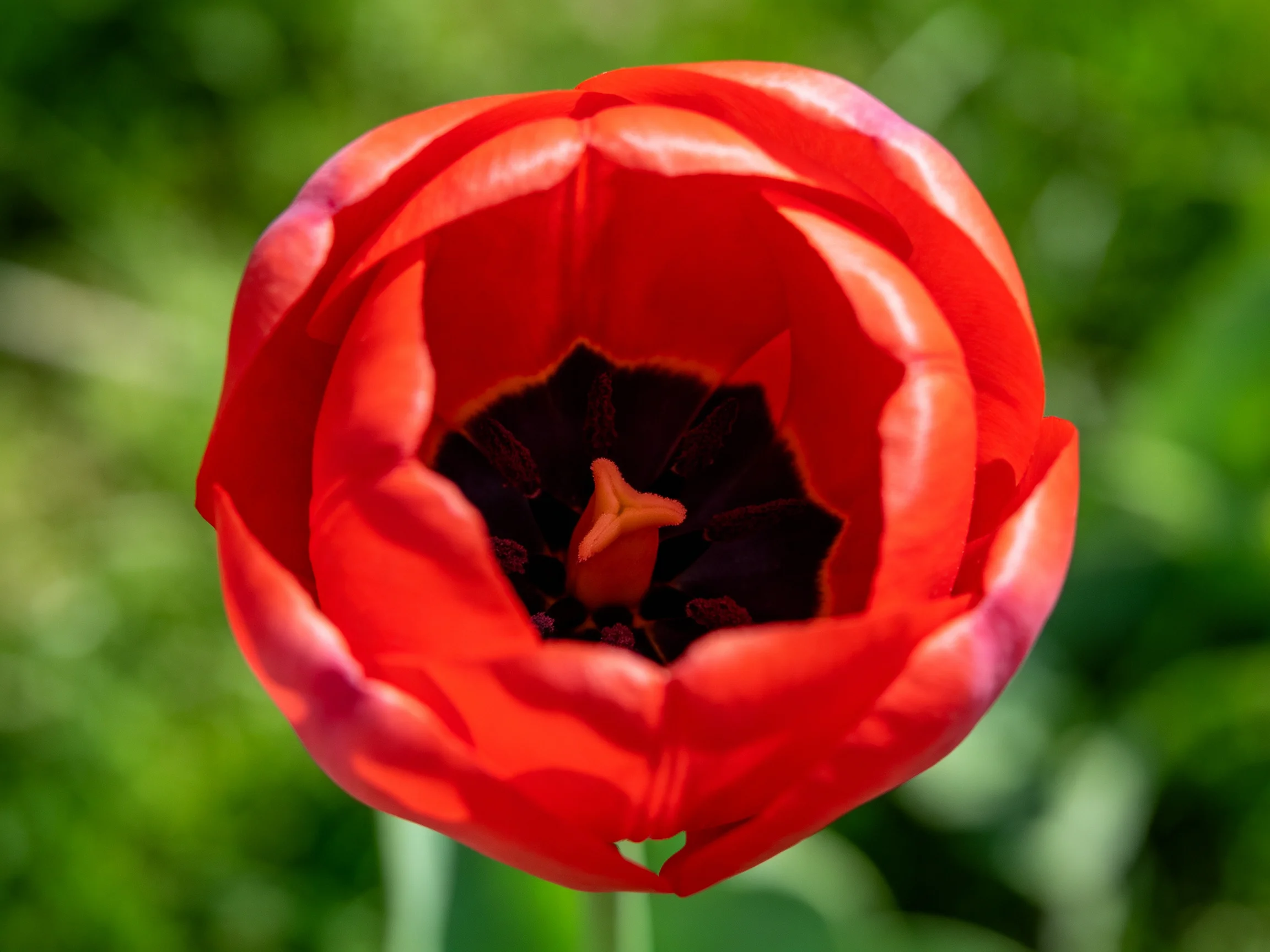 A vibrant red tulip with dark center and blurred green surroundings