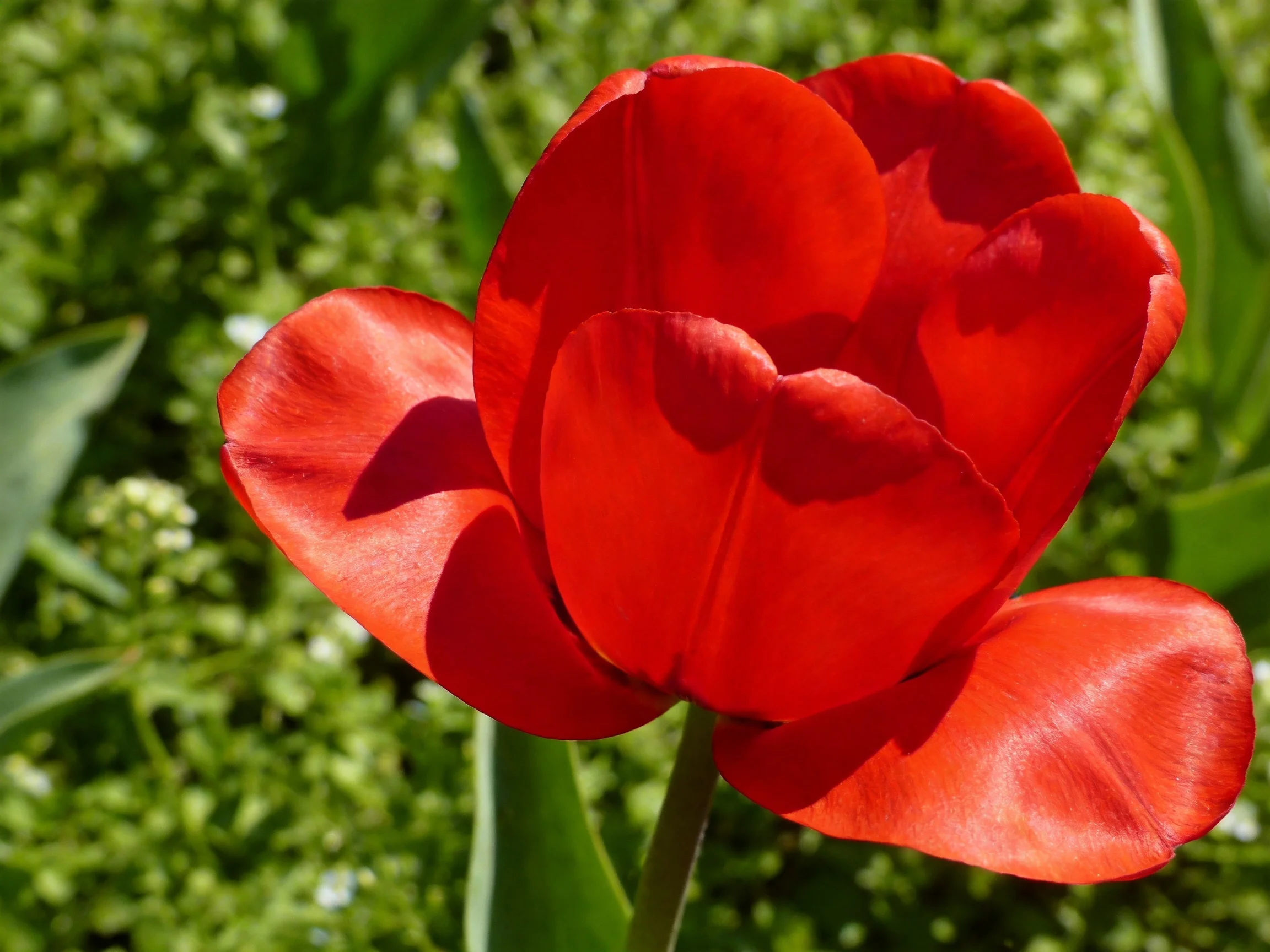 A vibrant red tulip with layered petals amidst green foliage