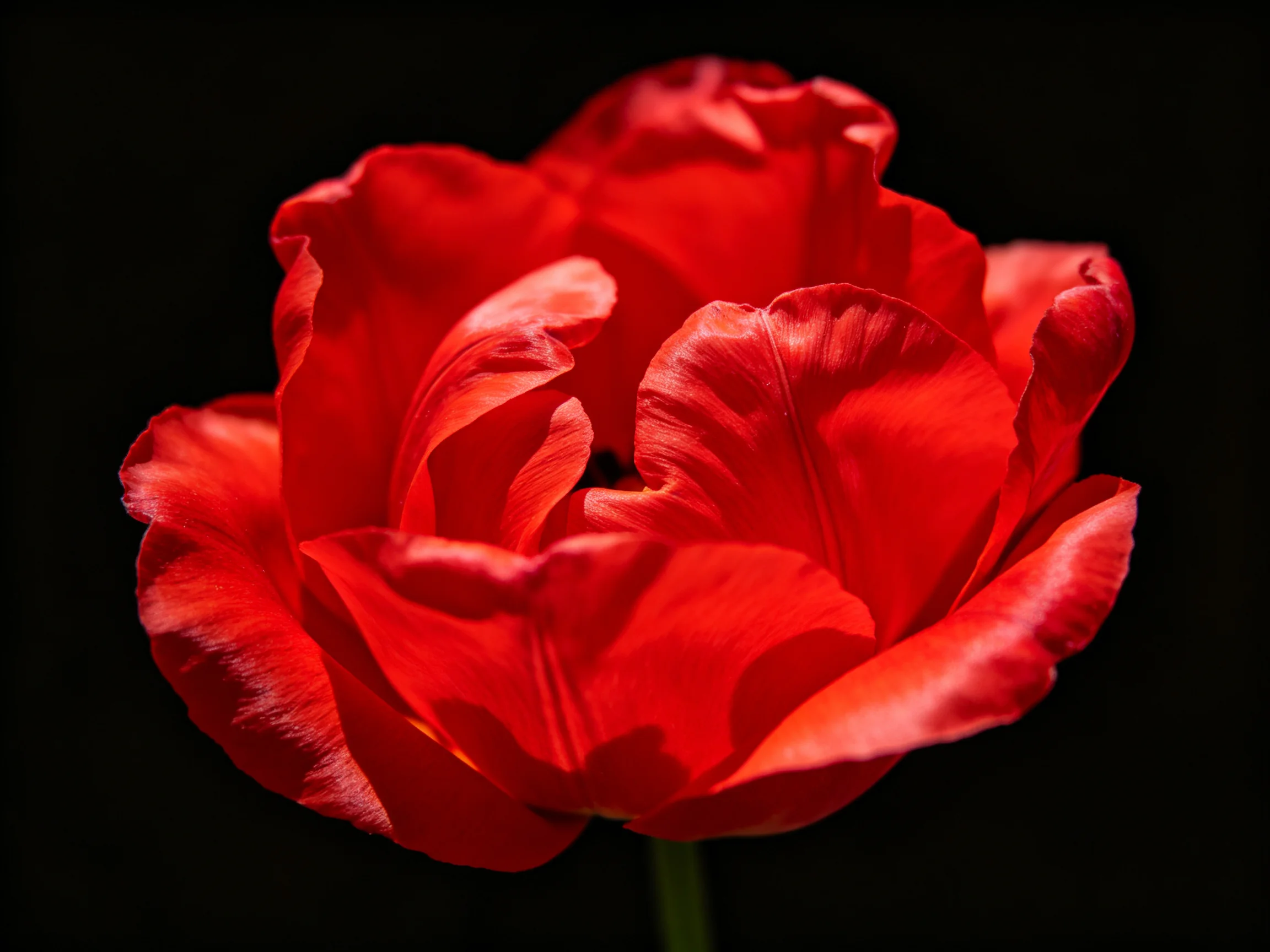 A vibrant red tulip with ruffled petals against a dark backdrop