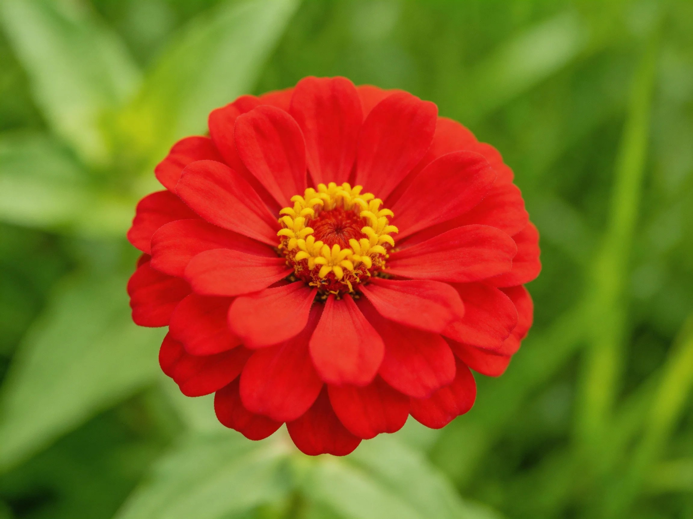 A vibrant red zinnia flower with a golden center surrounded by greenery