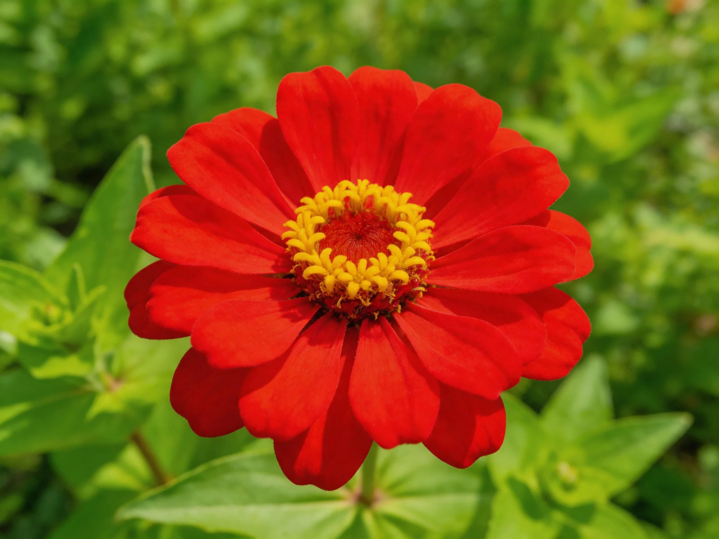 A vibrant red zinnia with a golden-yellow center amid lush green foliage