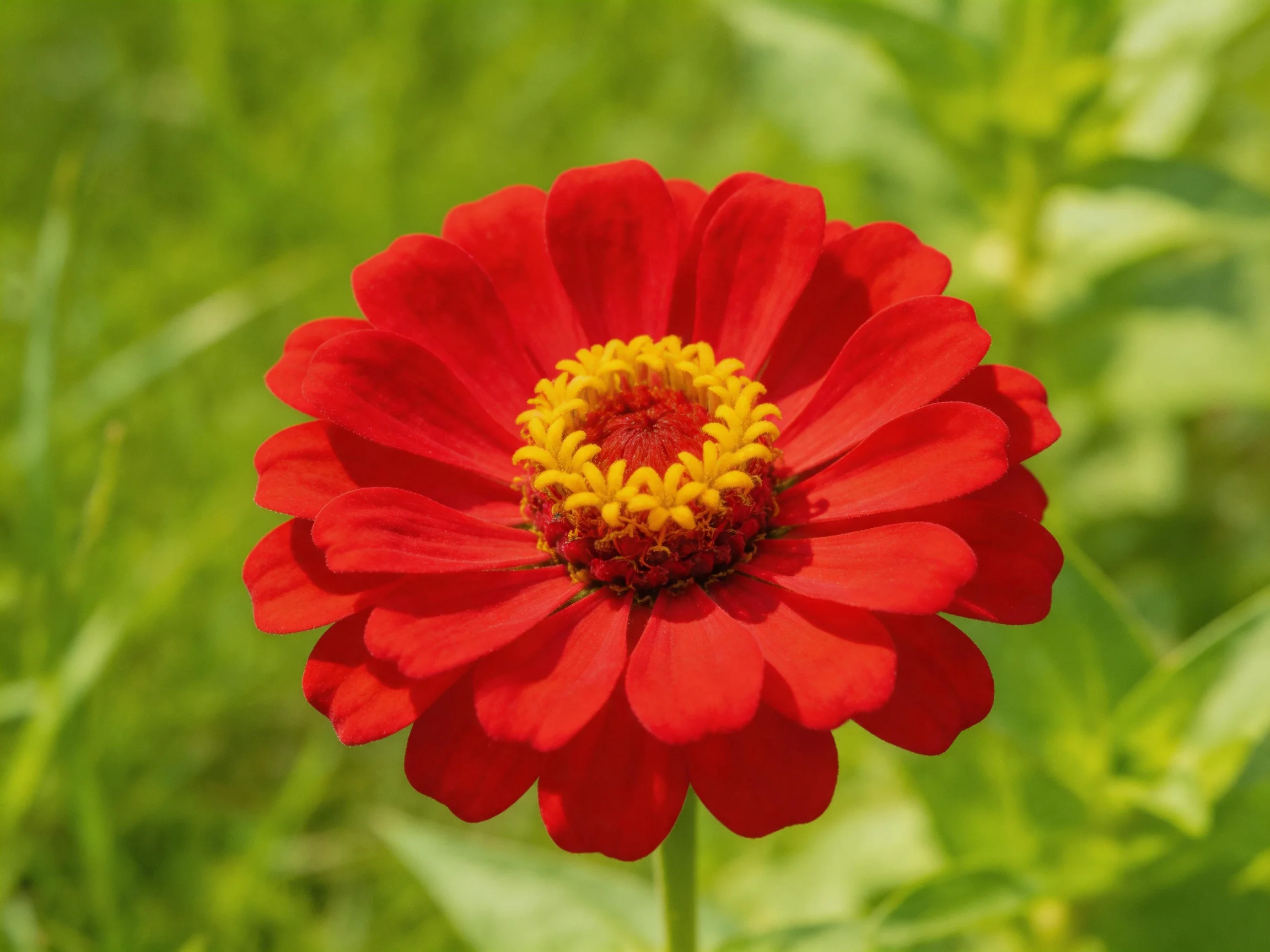 A vibrant red zinnia with a golden-yellow center amidst greenery
