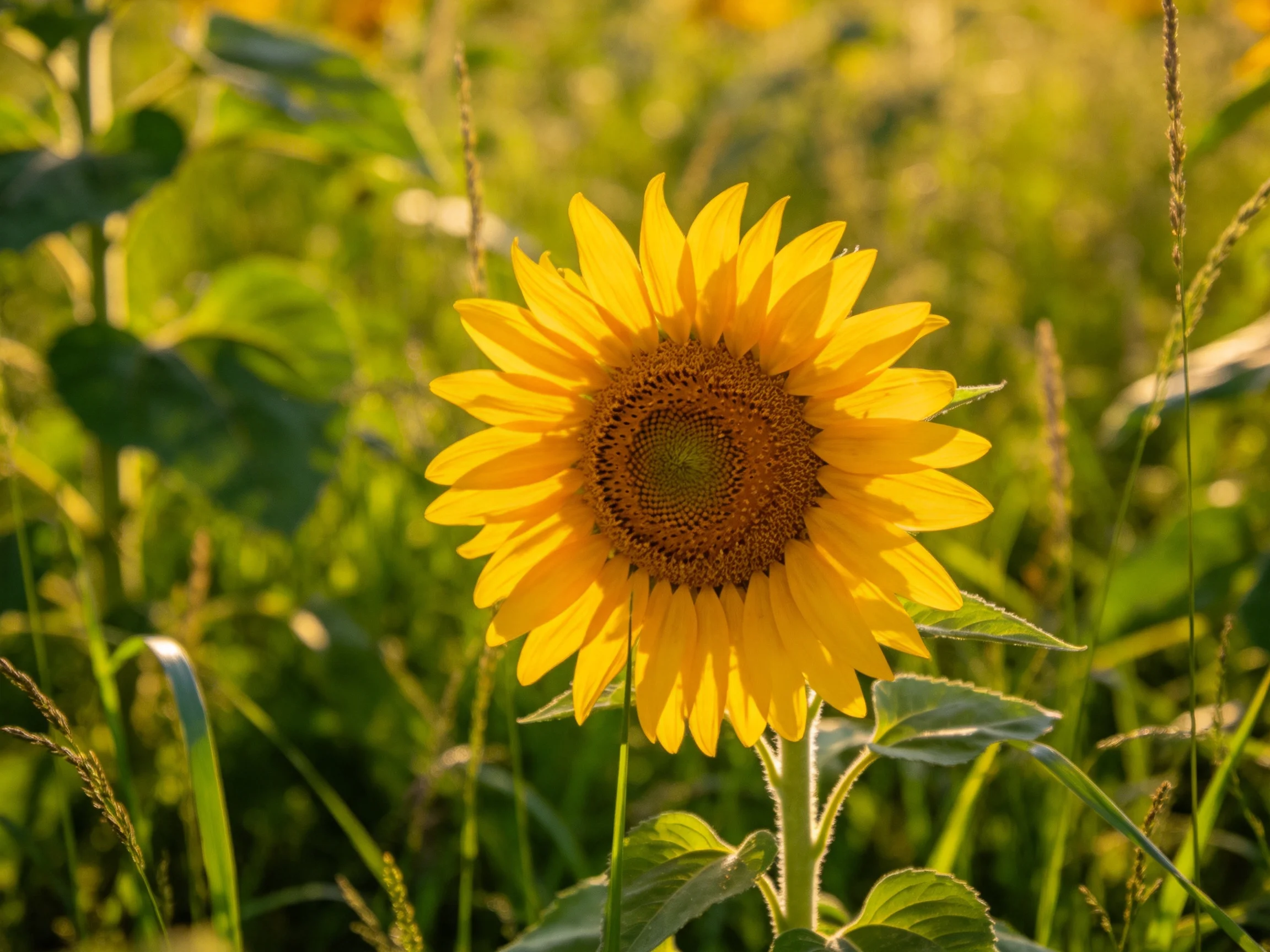 A vibrant sunflower blooms amidst lush greenery in golden light