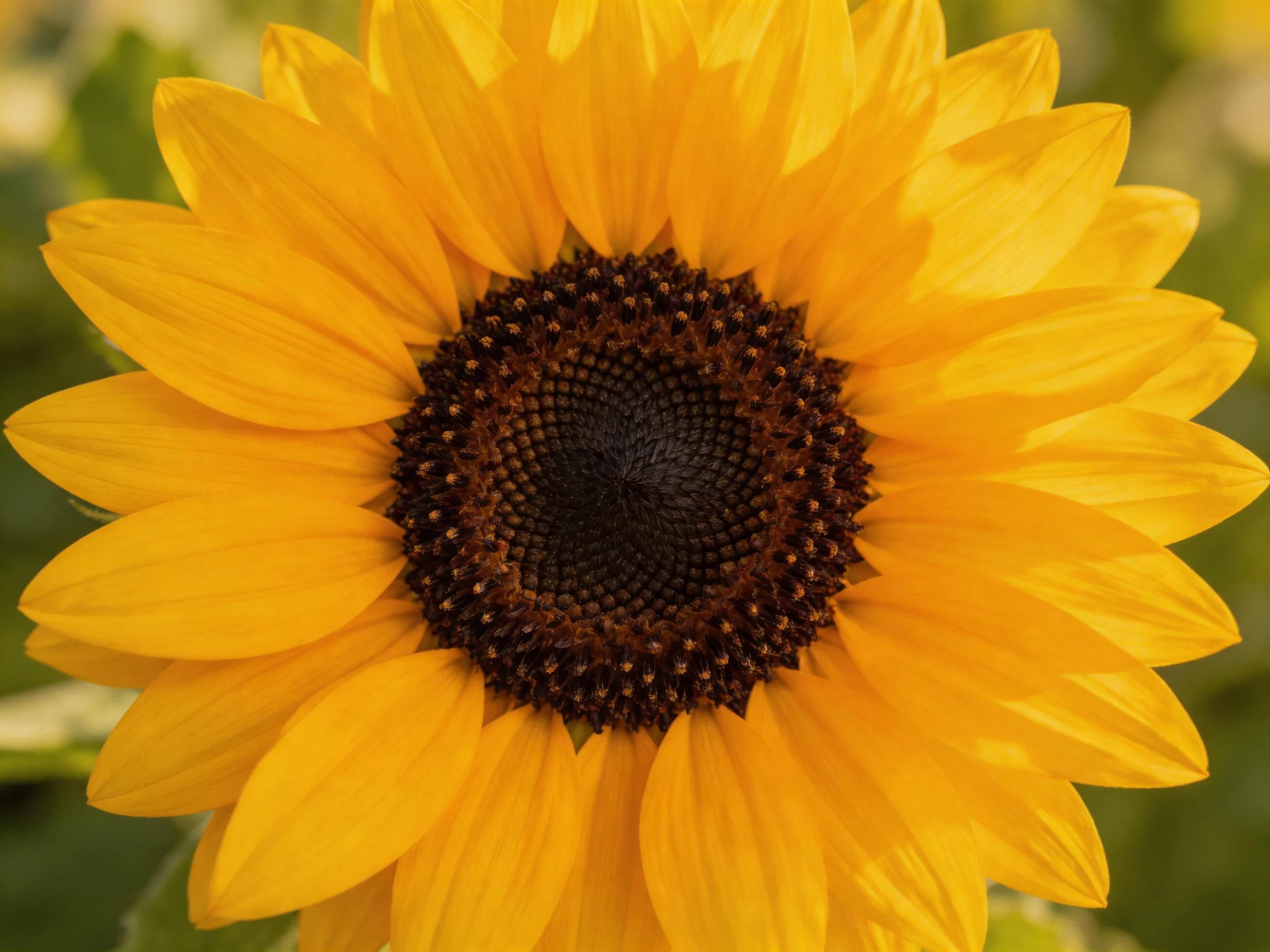 A vibrant sunflower with golden petals and a dark brown center