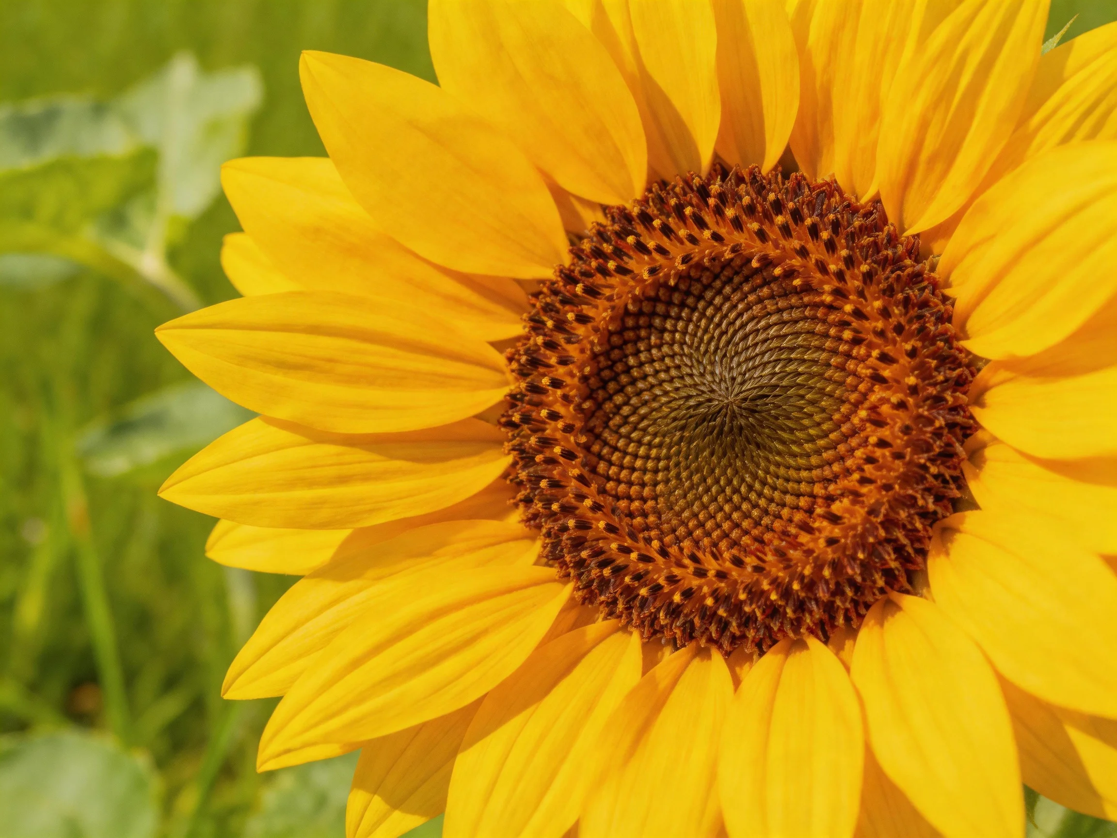 A vibrant sunflower with golden petals and a textured brown center