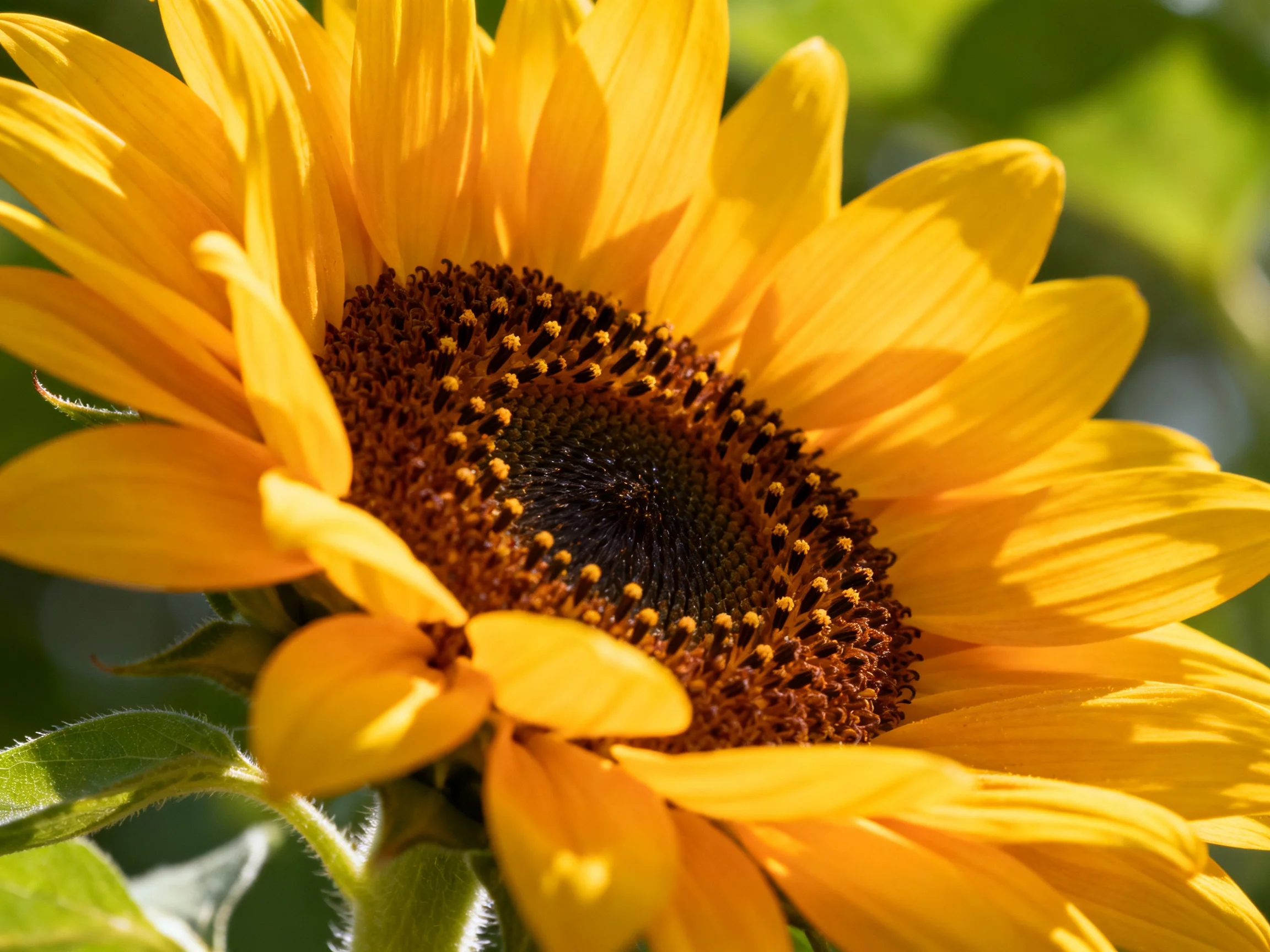 A vibrant sunflower with golden petals and dark brown center