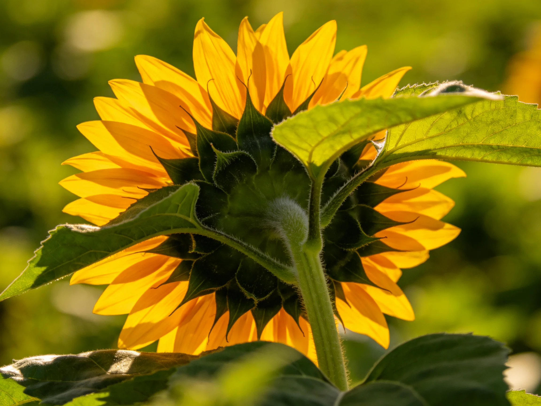 A vibrant sunflower with golden petals and dark green foliage