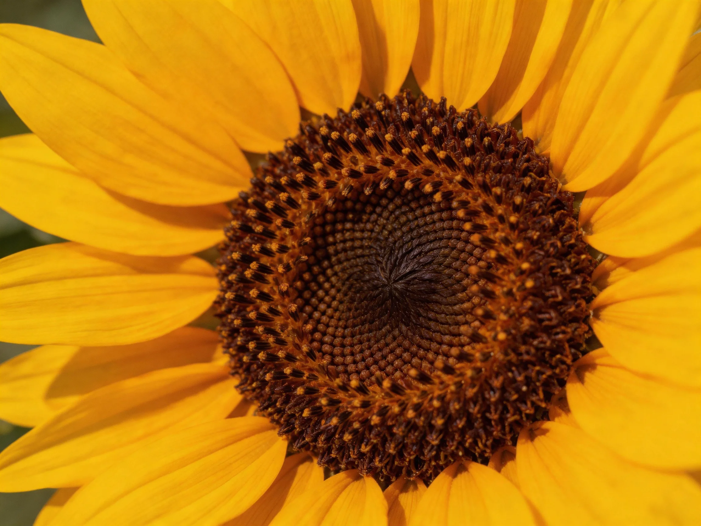 A vibrant sunflower with golden petals and intricate brown center
