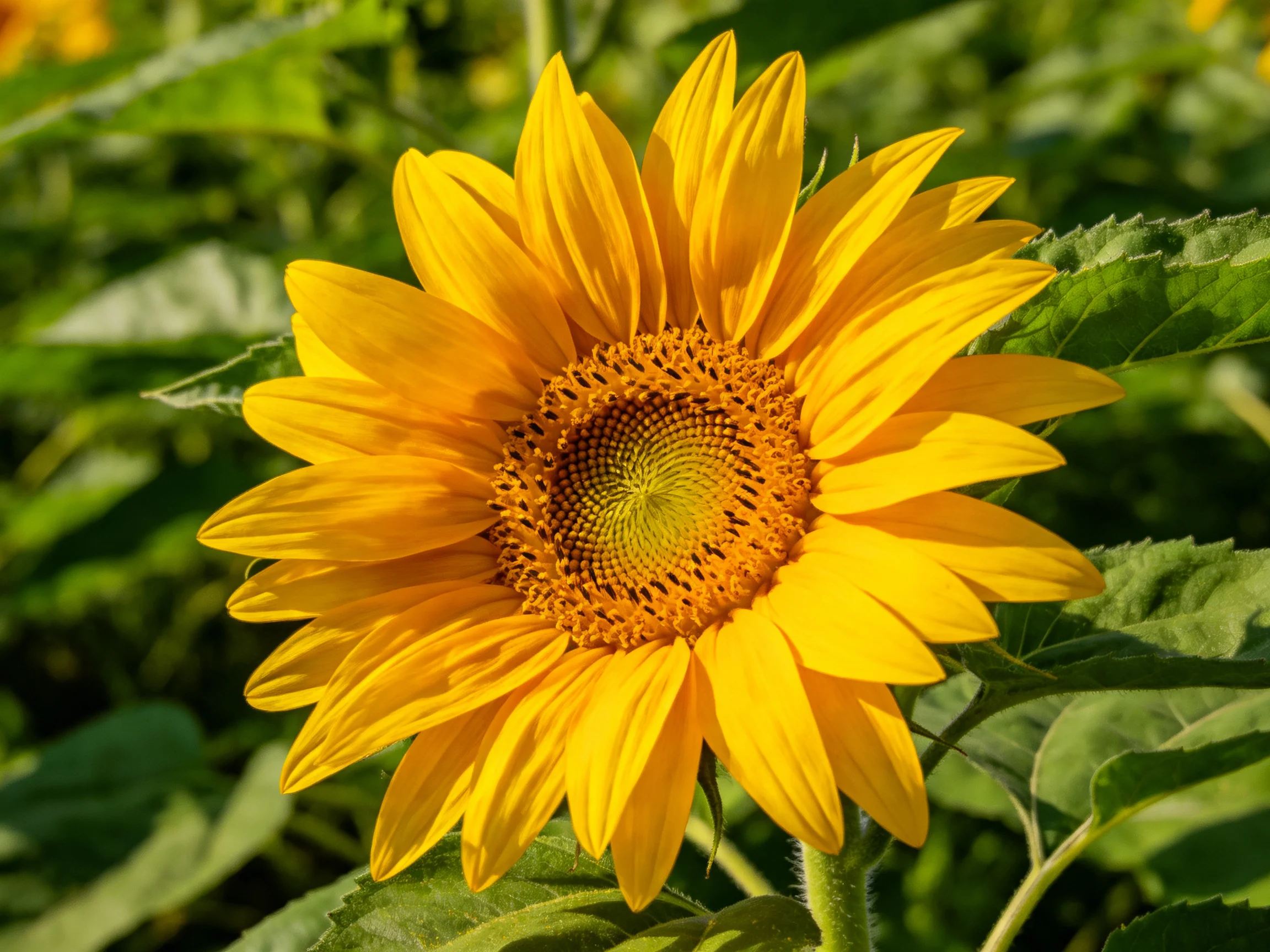 A single sunflower with bright yellow petals is surrounded by green foliage.