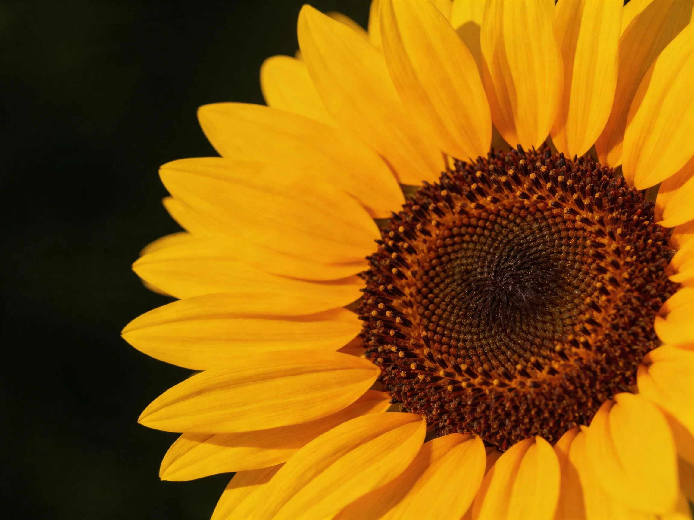 A vibrant sunflower with golden petals and textured brown center