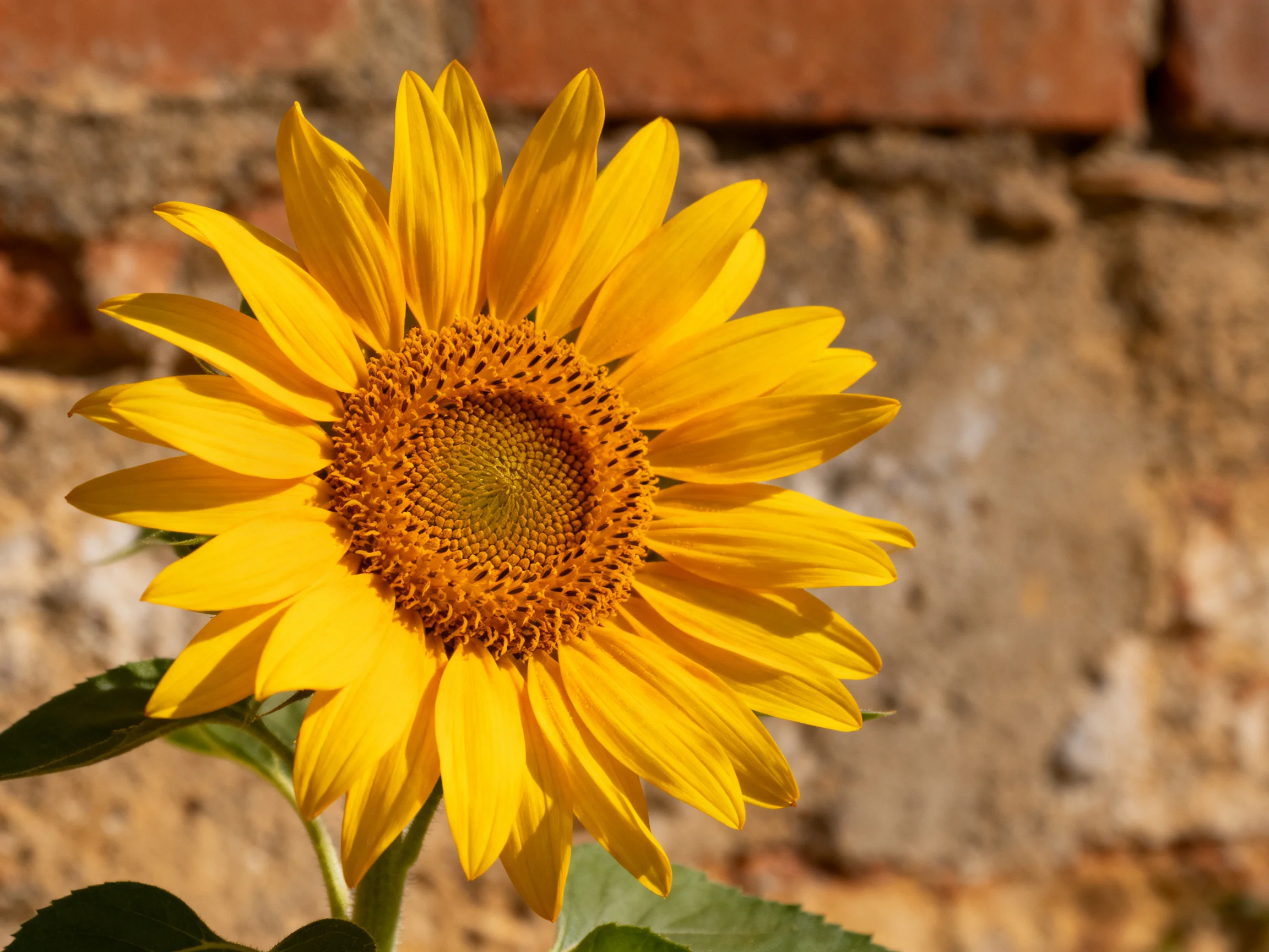 A vibrant sunflower with golden petals beside a weathered brick wall