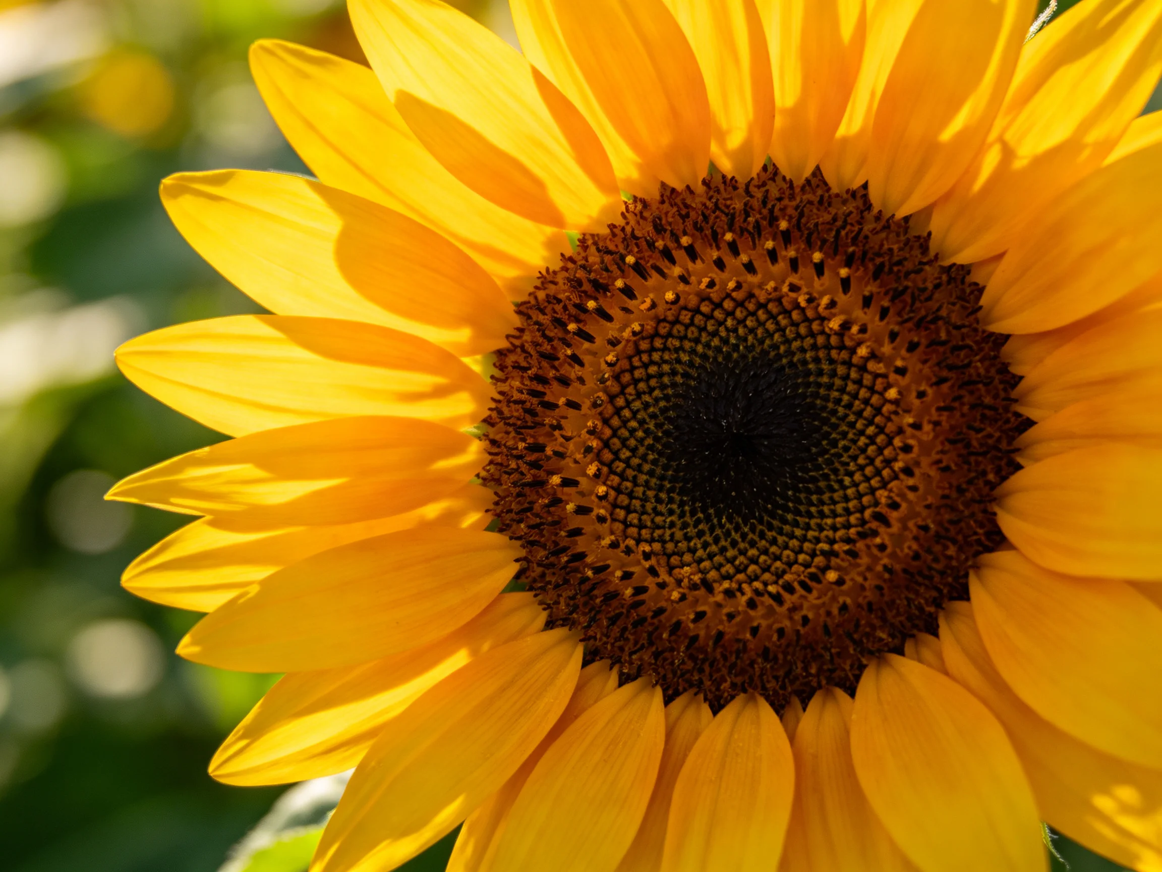A vibrant sunflower with golden-yellow petals and a dark brown center