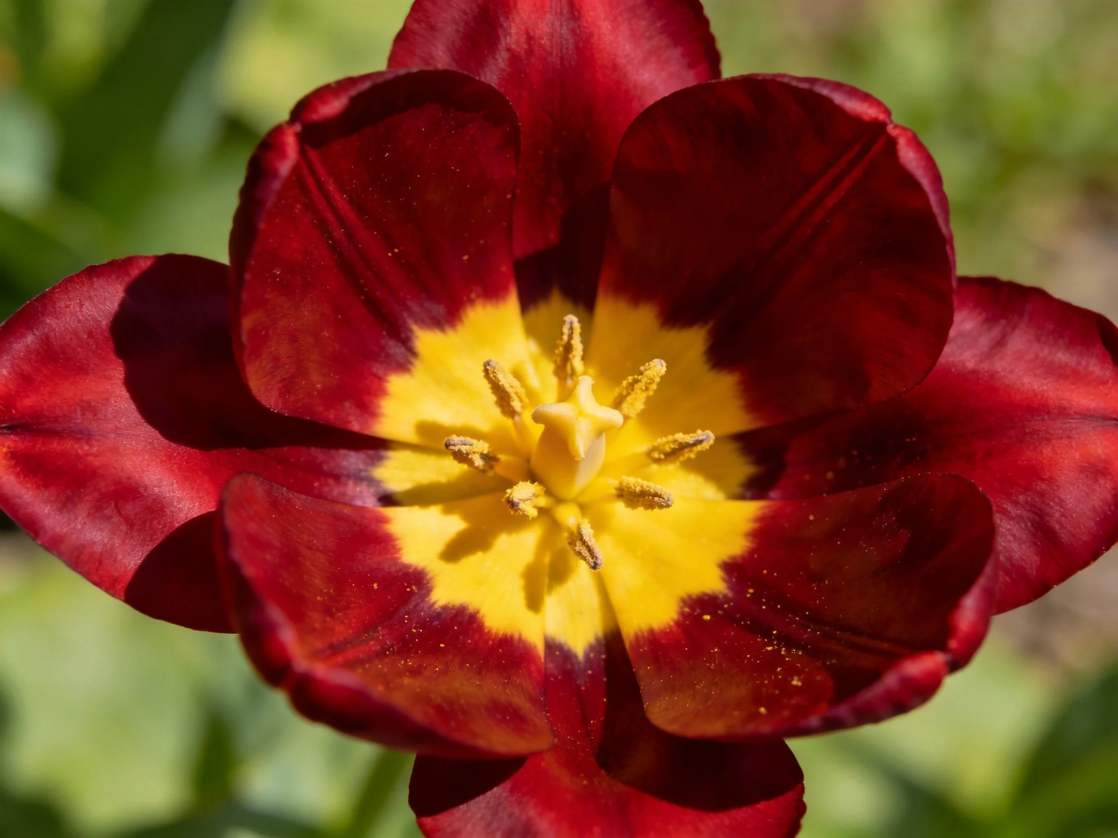 A vibrant tulip with deep crimson petals and bright yellow center