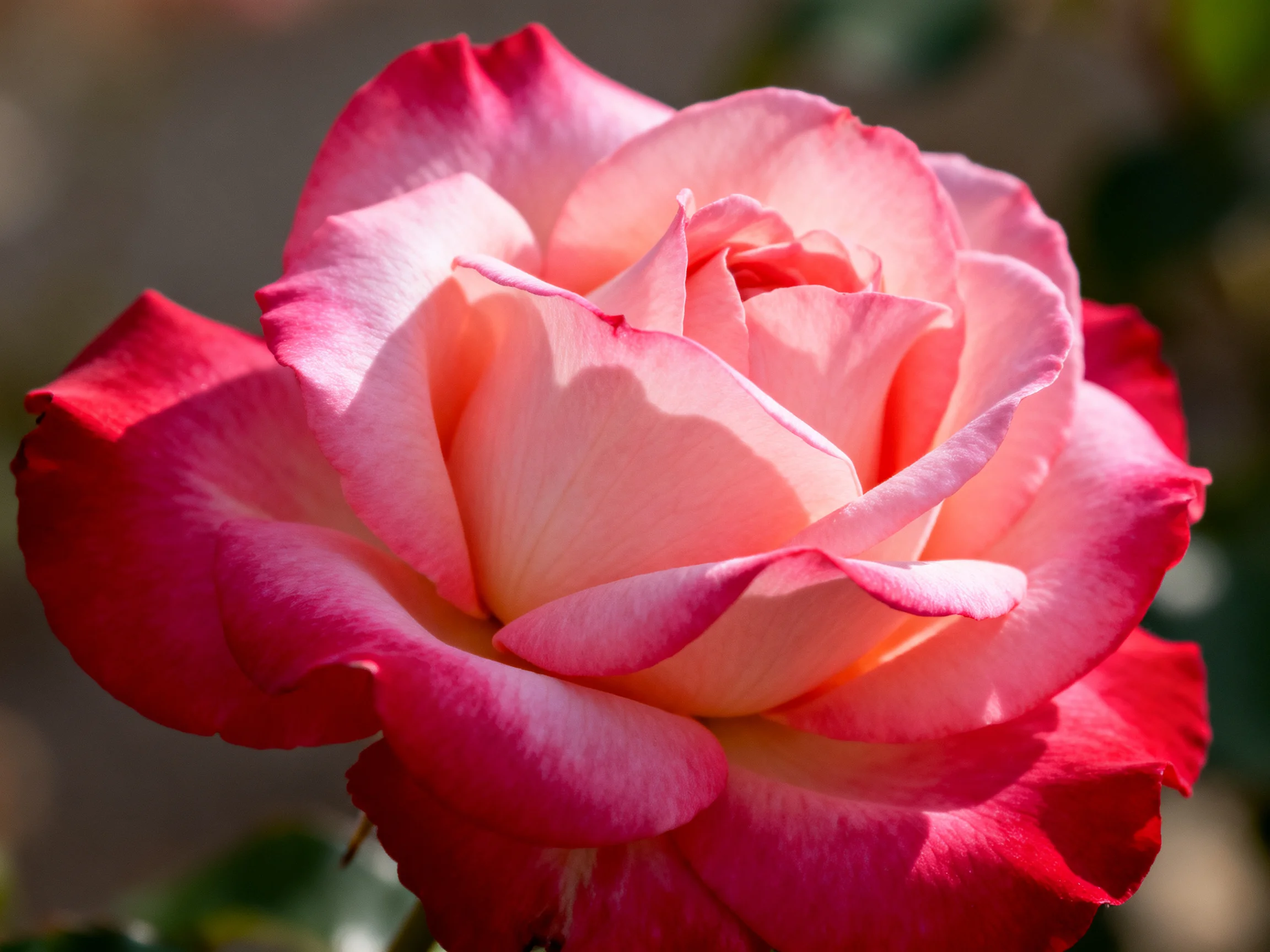 A vibrant two-tone rose with pink and red petals in full bloom