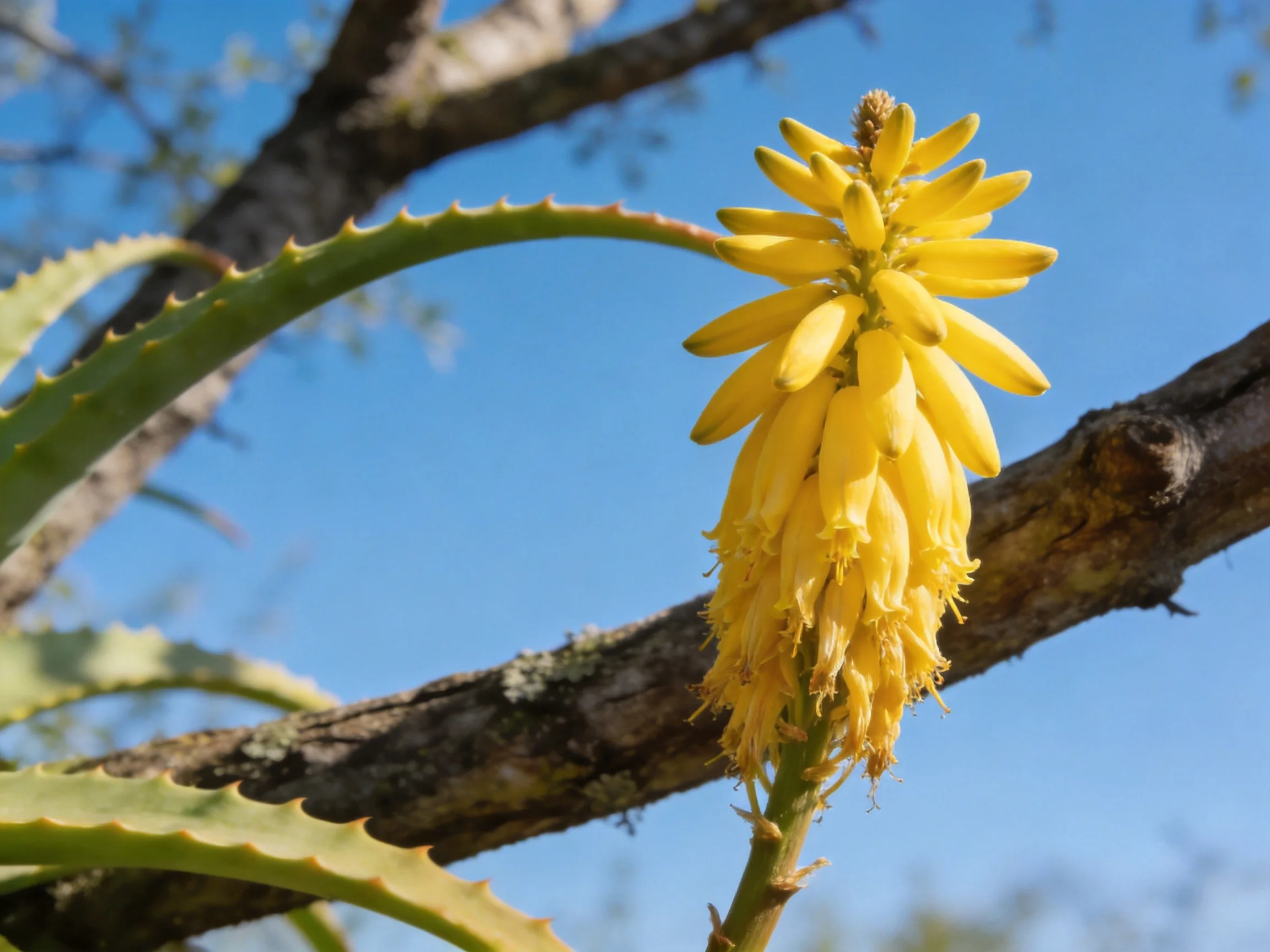 A vibrant yellow aloe flower cluster against a clear blue sky