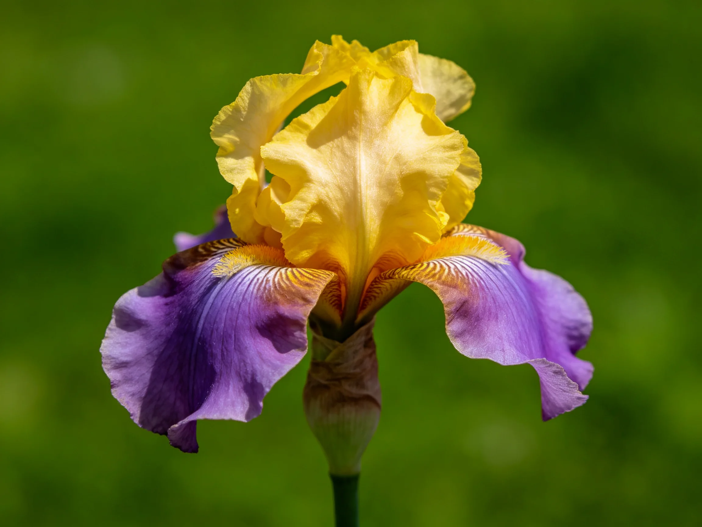 A vibrant yellow and purple iris with ruffled petals