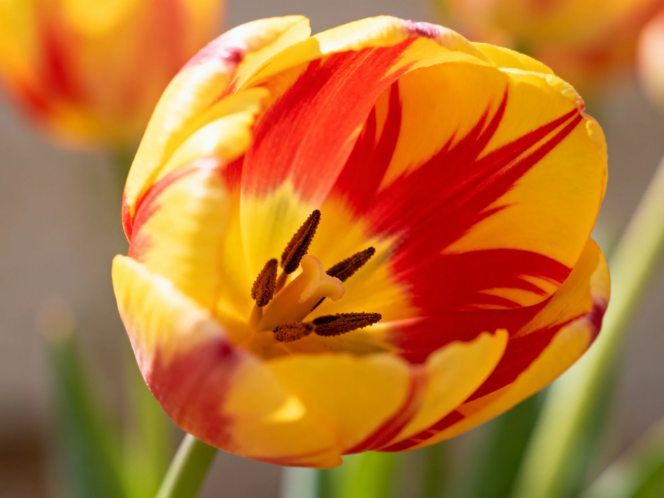 A vibrant yellow and red striped tulip in sharp focus