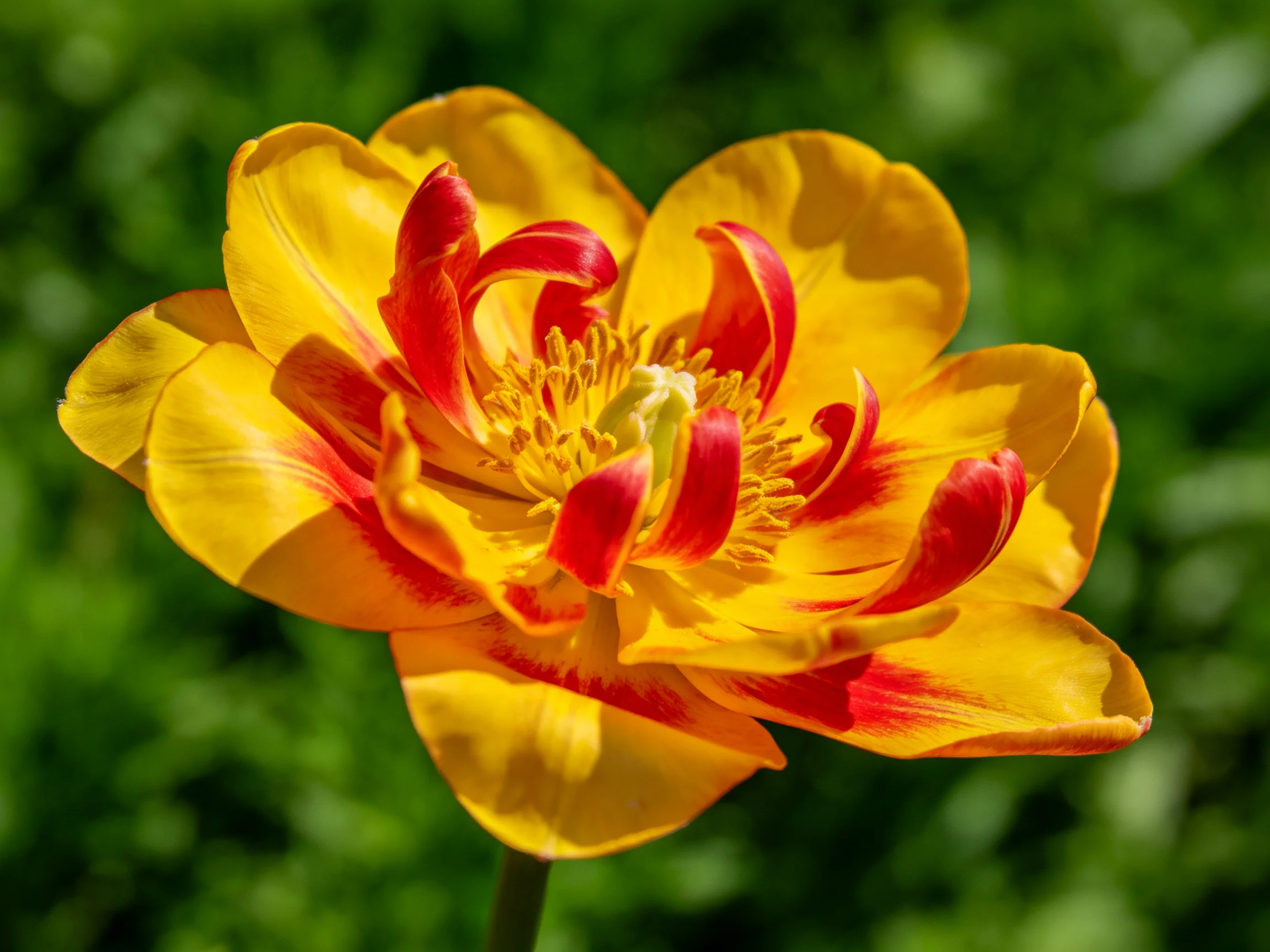 A vibrant yellow and red tulip with layered petals