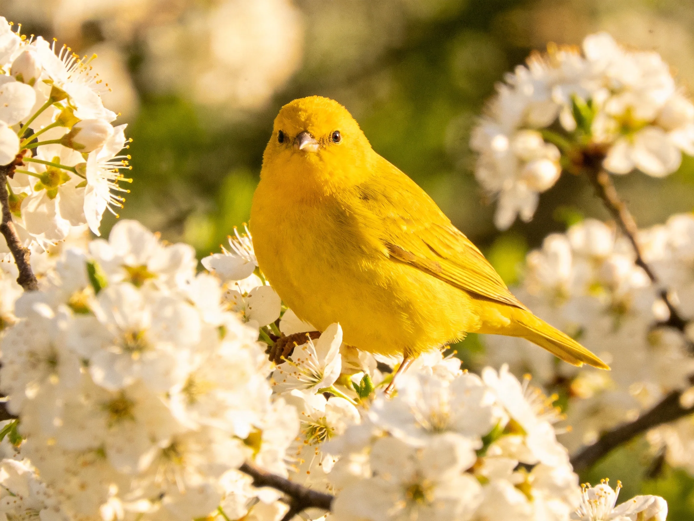 A vibrant yellow bird perched amid abundant white blossoms