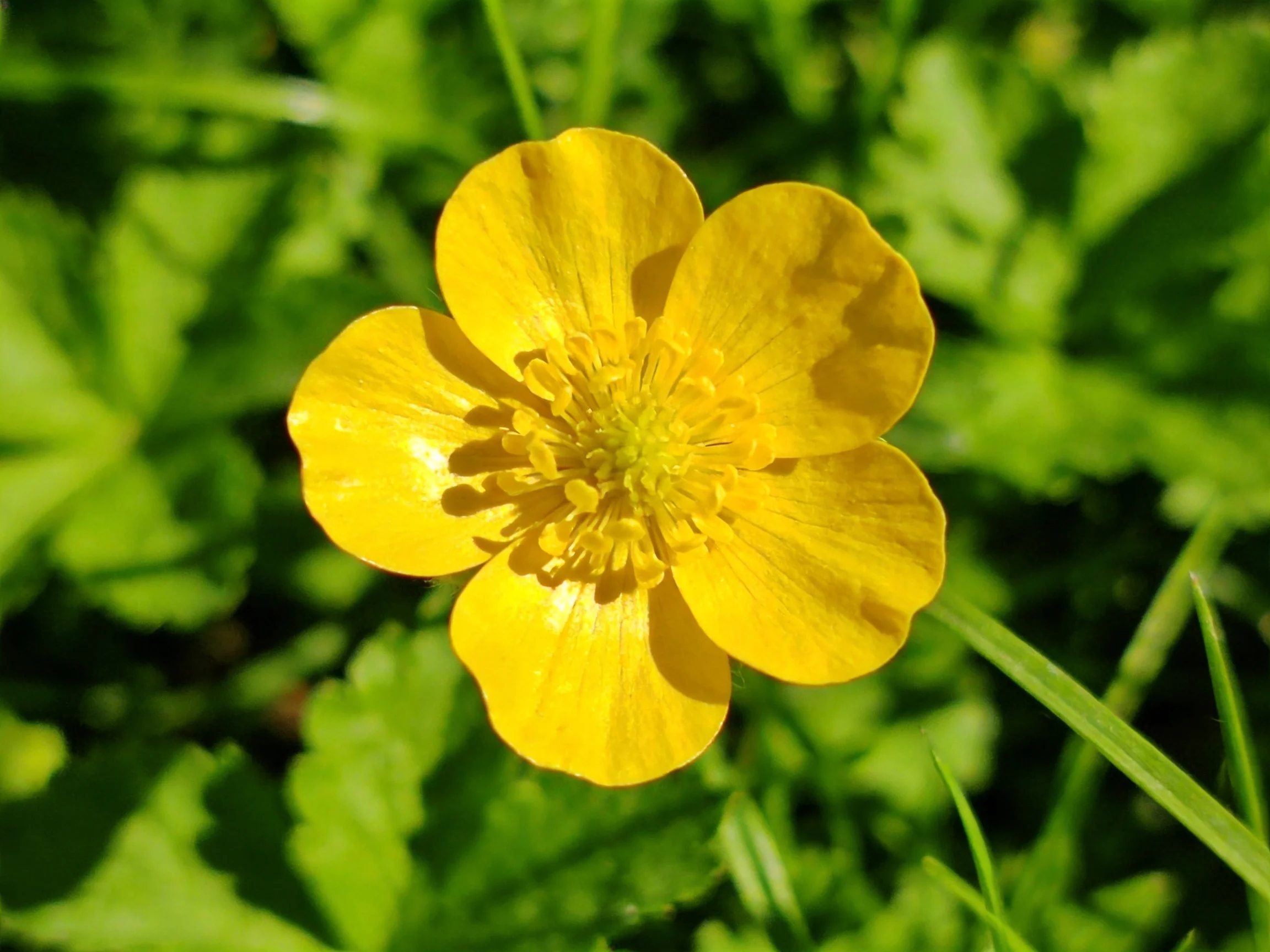 A vibrant yellow buttercup flower surrounded by lush greenery