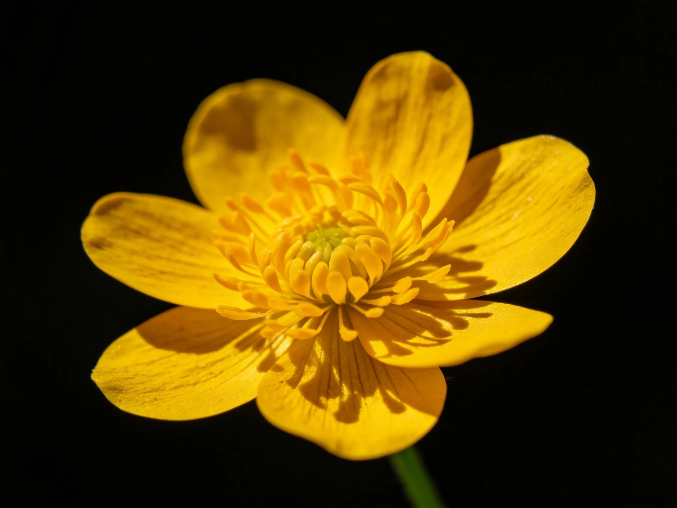 A vibrant yellow buttercup flower with layered petals