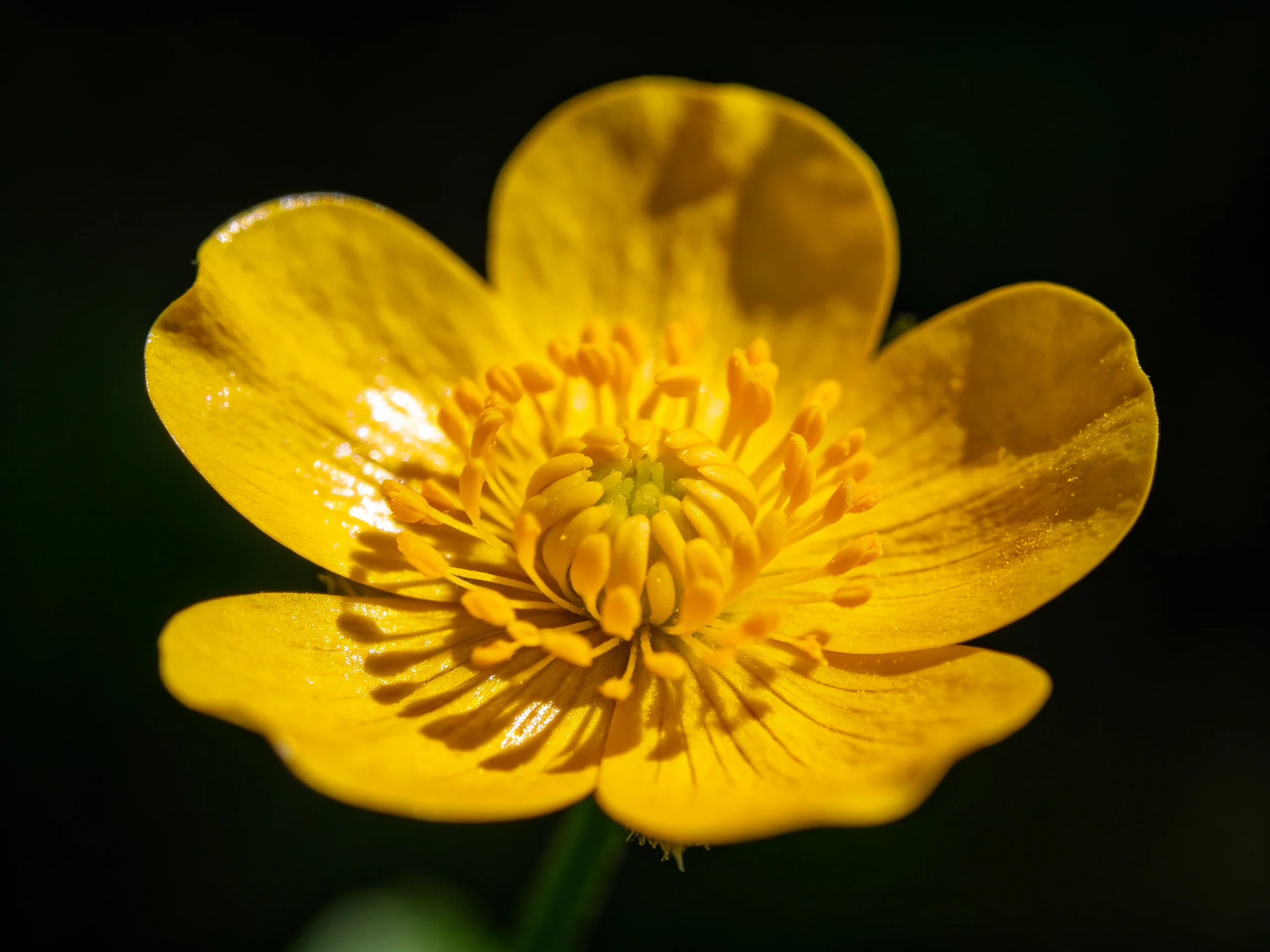A vibrant yellow buttercup flower with prominent stamens