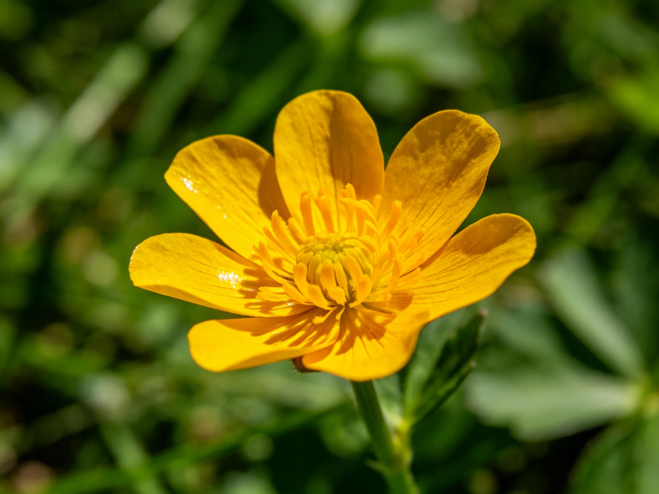 A vibrant yellow buttercup flower with seven petals